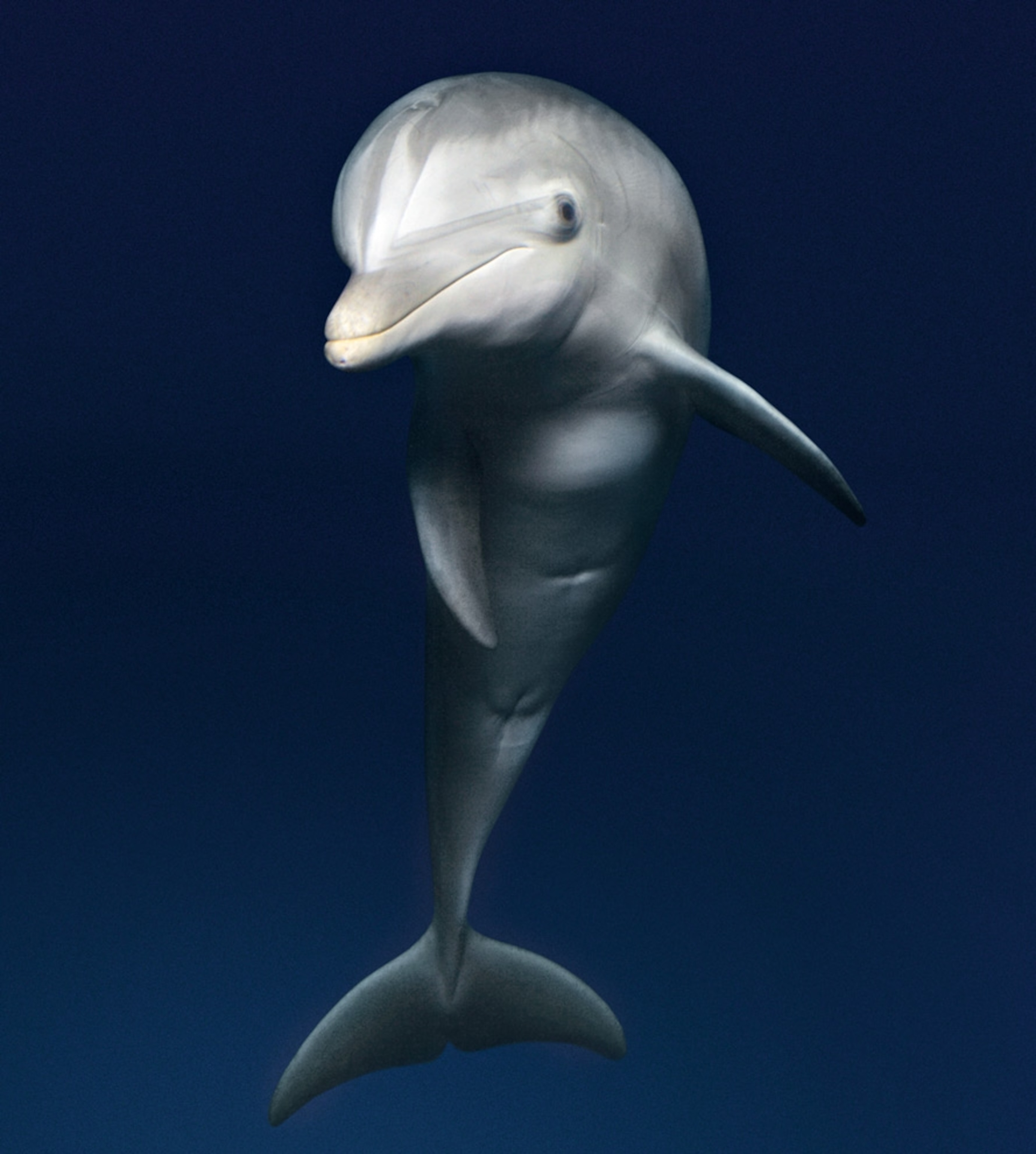 A bottlenose dolphin.