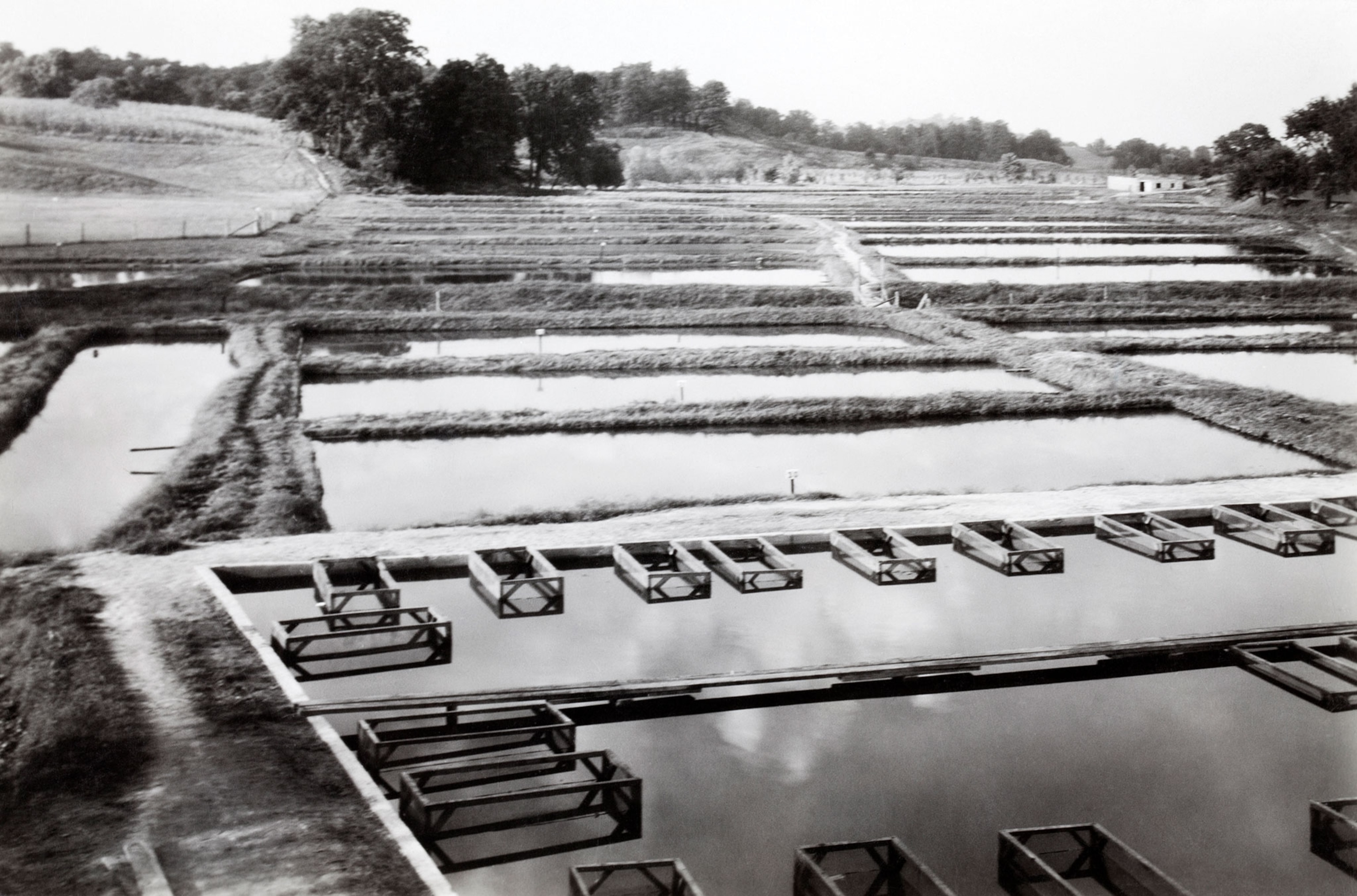 a goldfish fishery