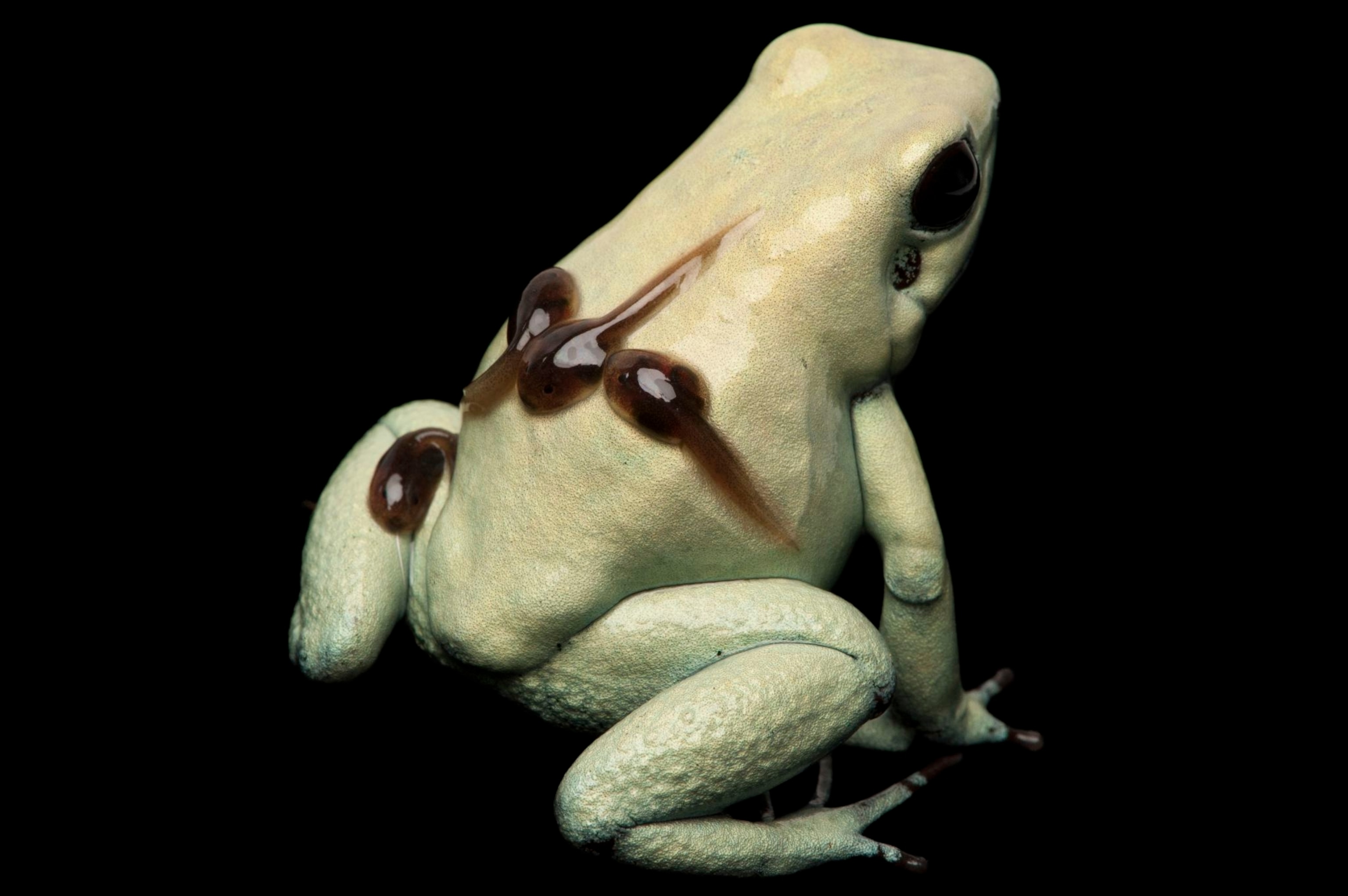 a golden poison frog
