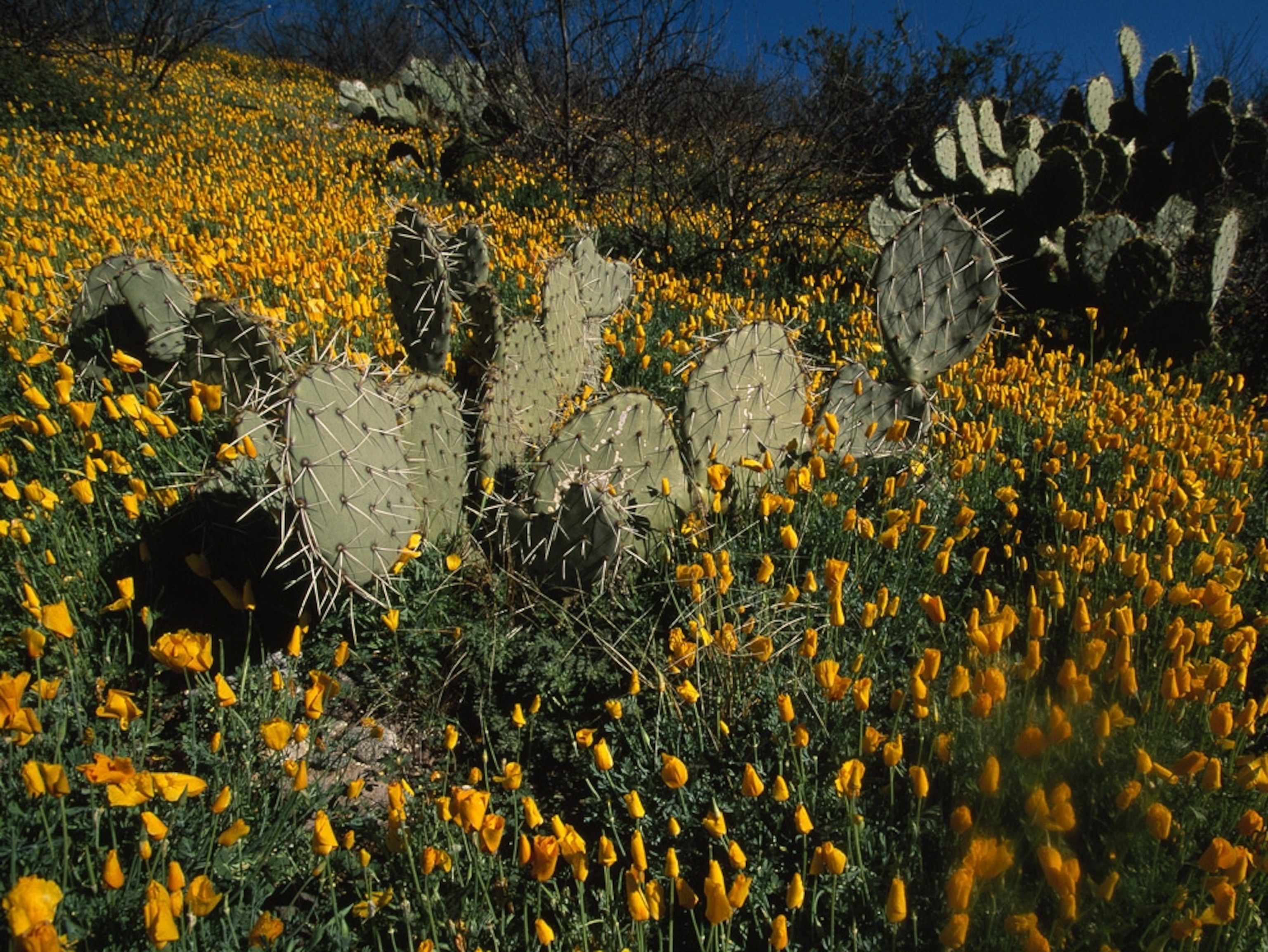 Mexican poppies growing with cacti