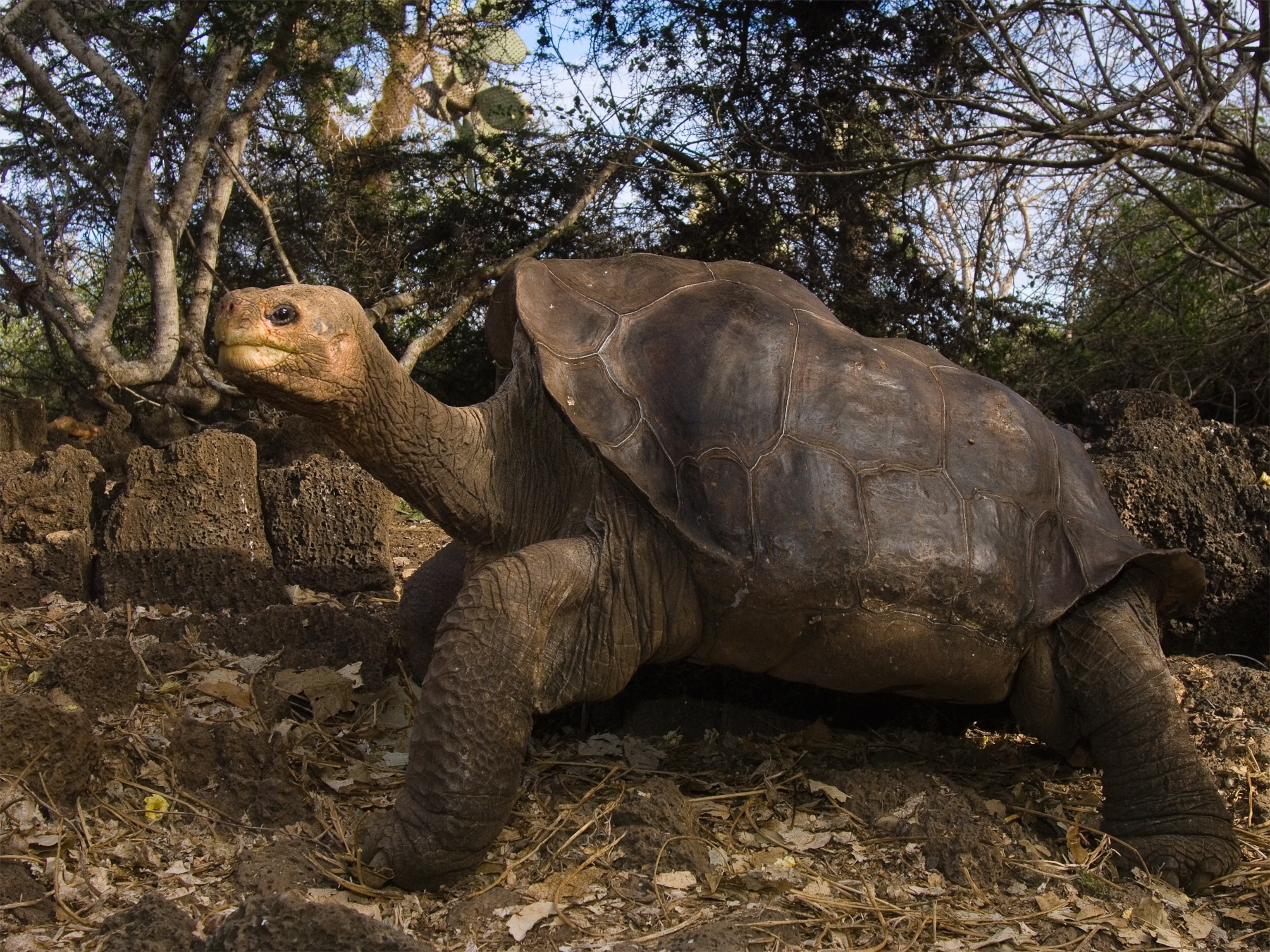 The turtle Lonesome George.