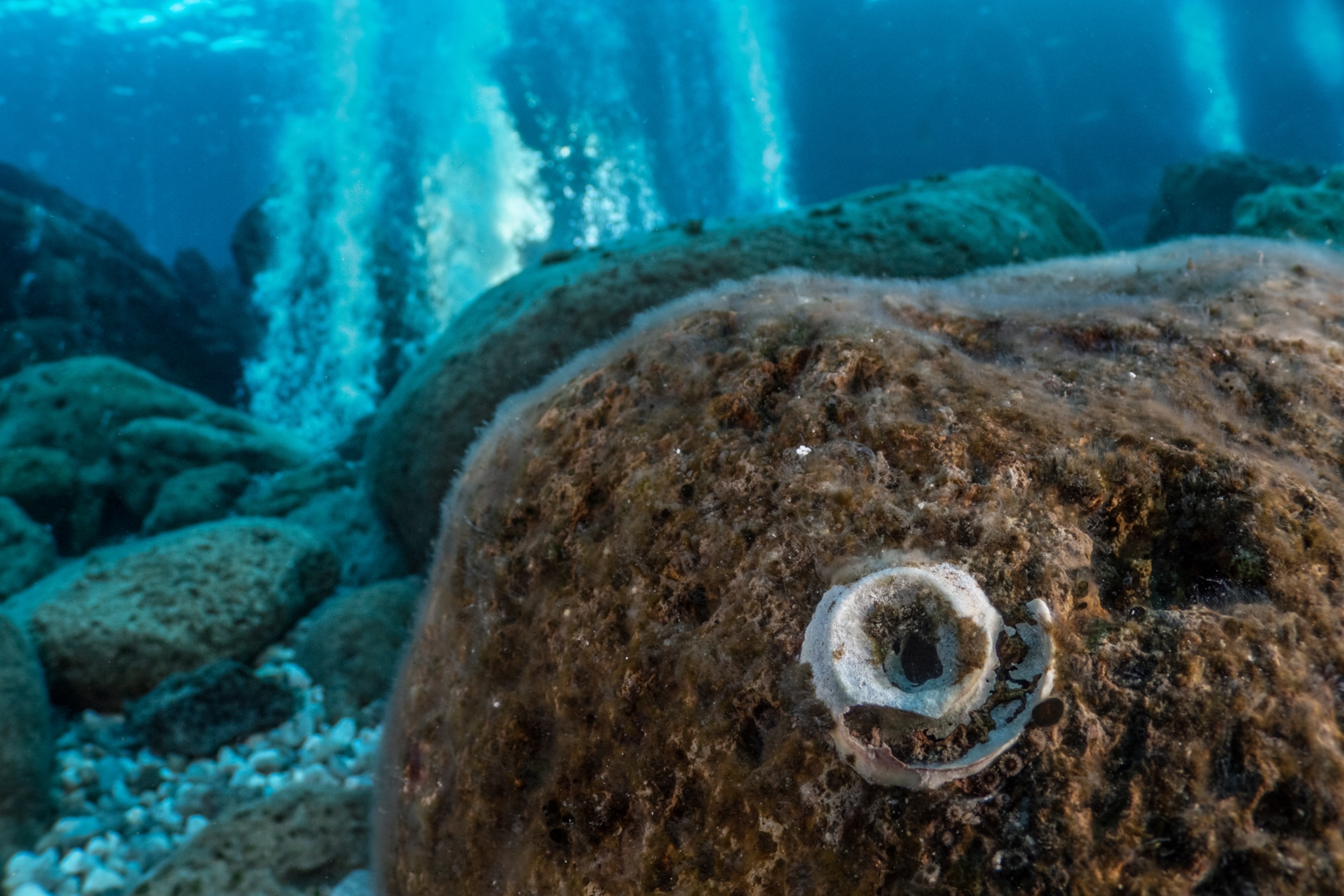 A marine worm with calcareous tube is slowly dissolving in acid waters too close to vent.