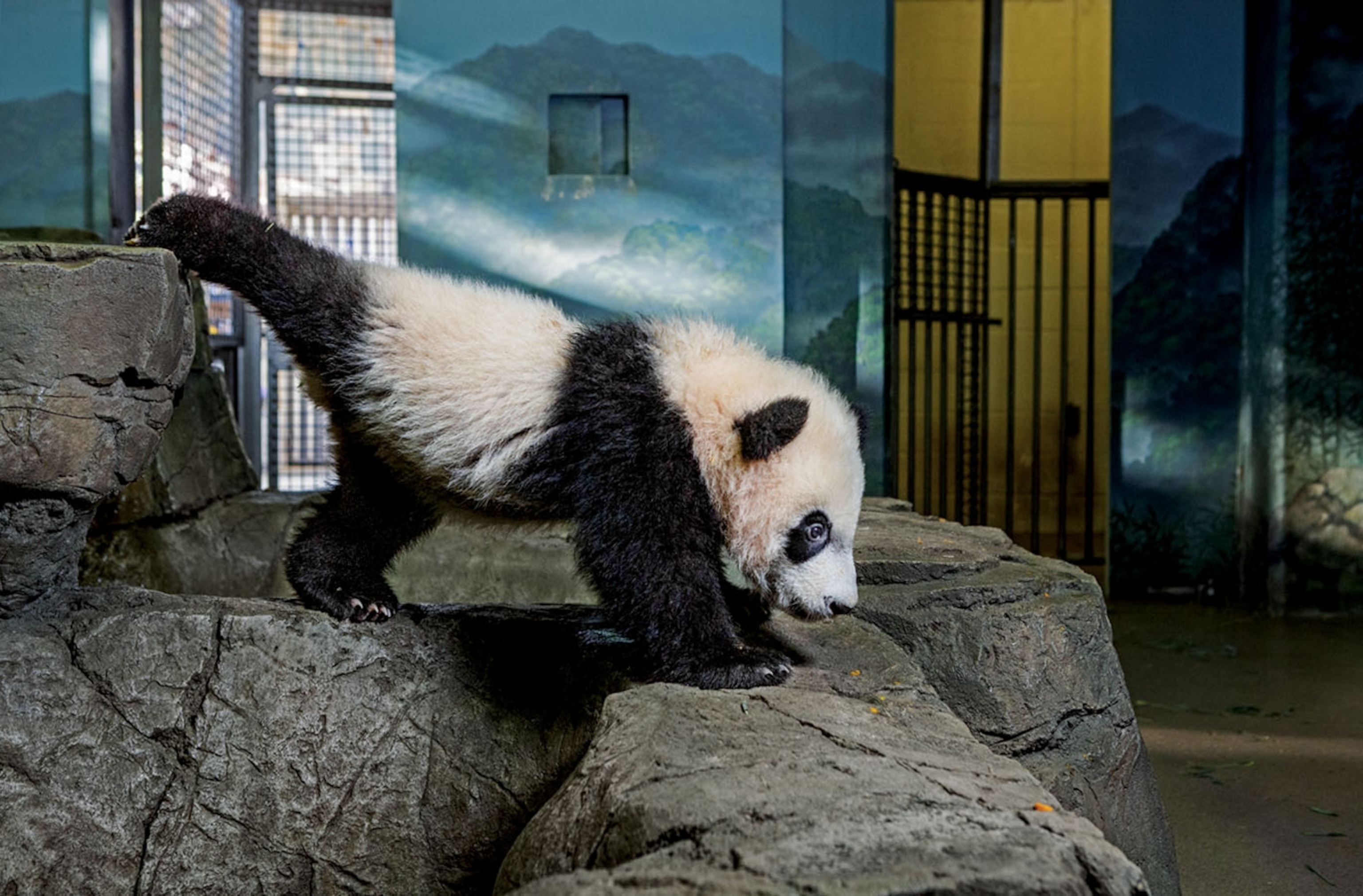 panda stretching between two rocks.