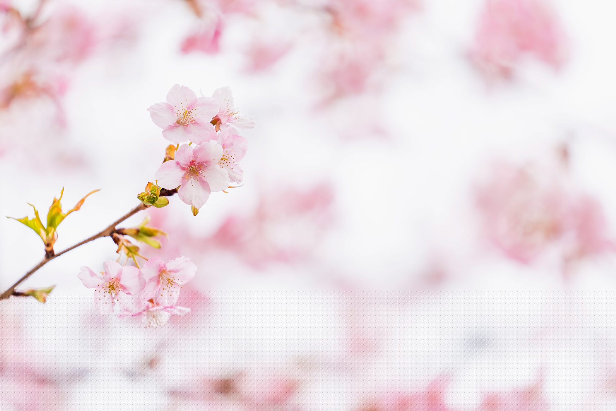 A close up photograph of cherry blossoms