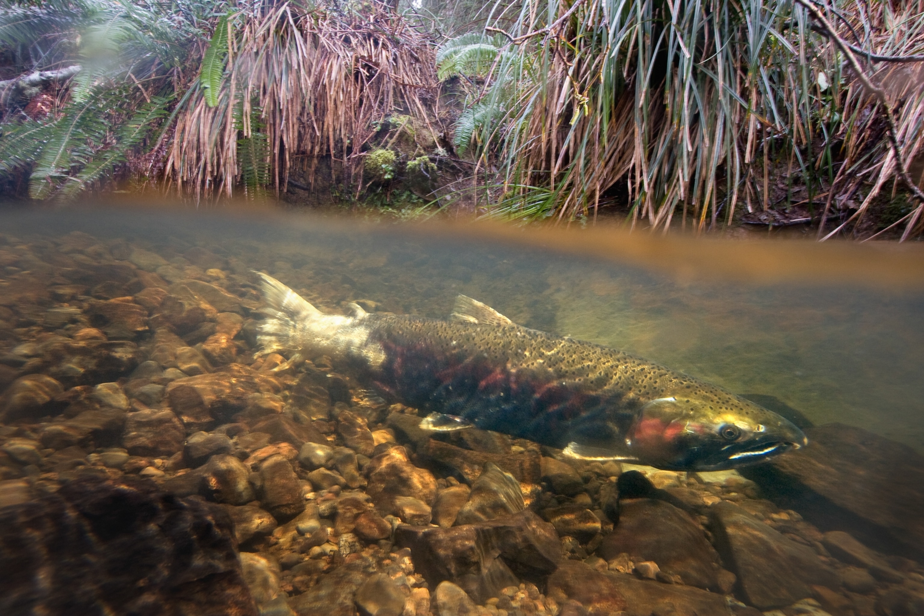 A salmon seen from just below the water's surface