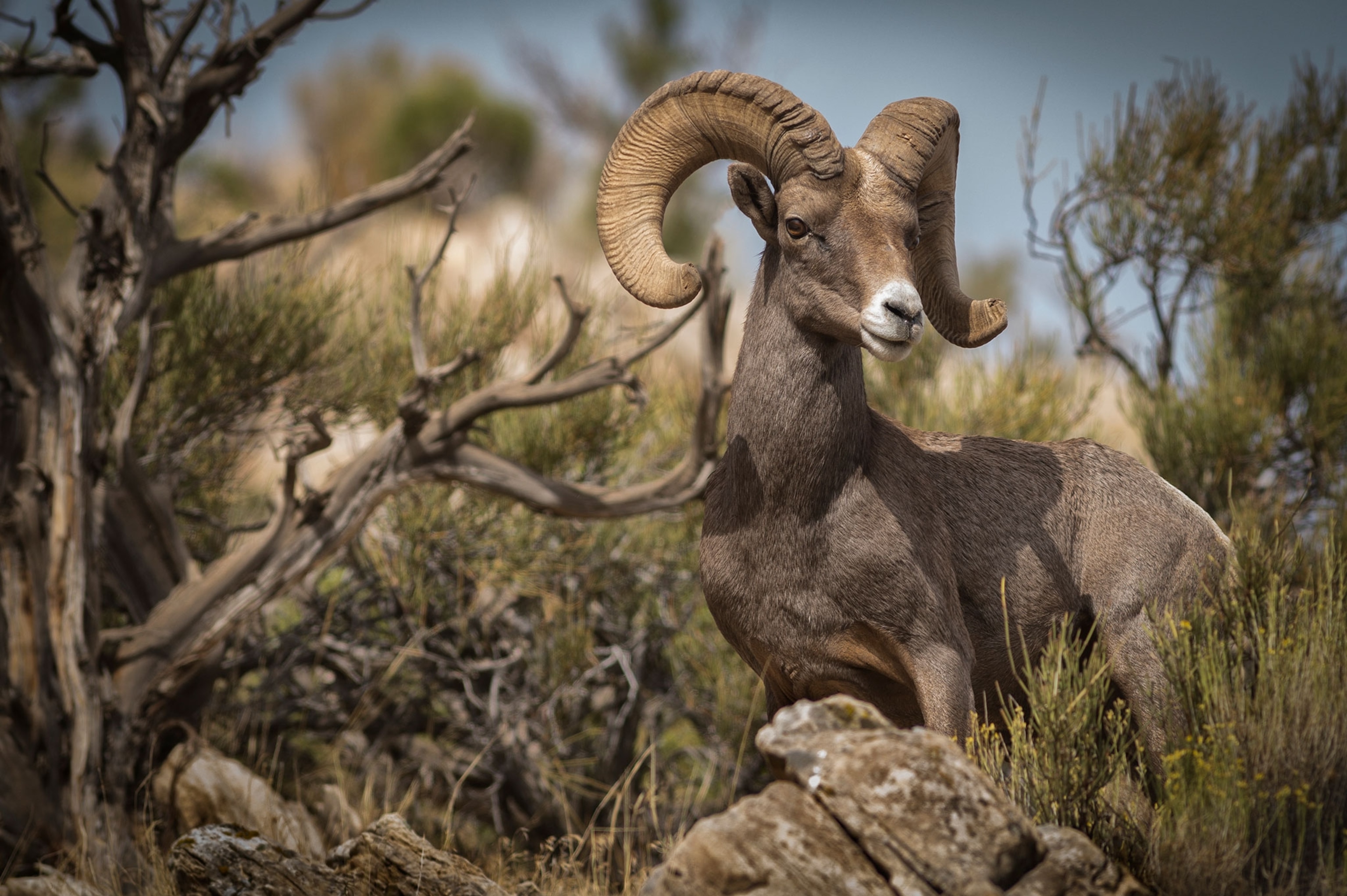 A large Nighorn sheep with large curved horns and short brown fur.