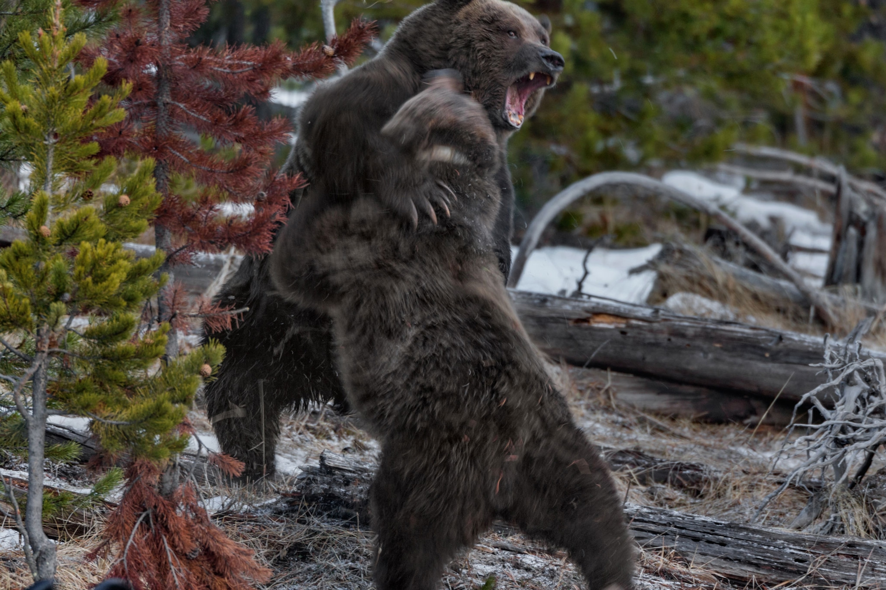 two Yellowstone grizzly bears fighting