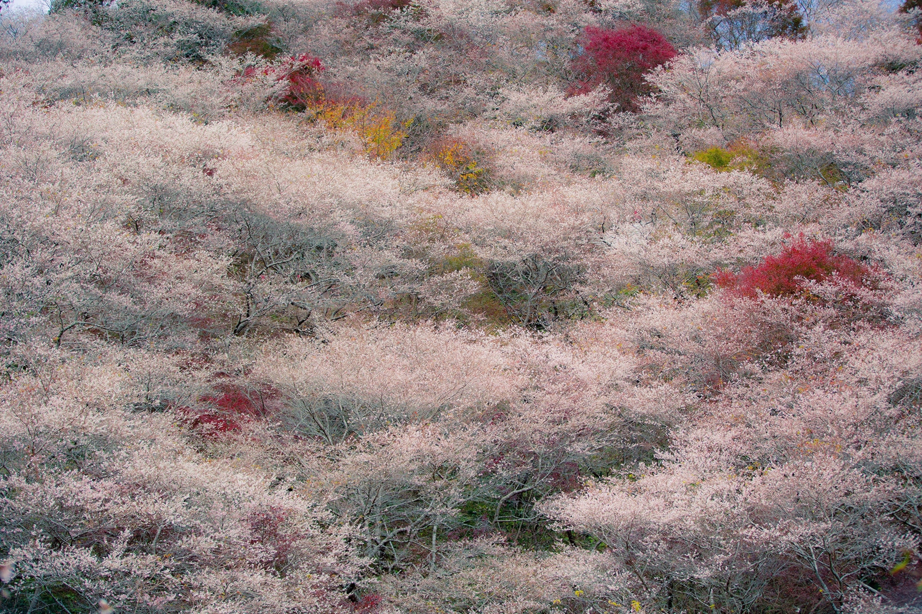 Cherry blossoms amongst trees with red and yellow leaves