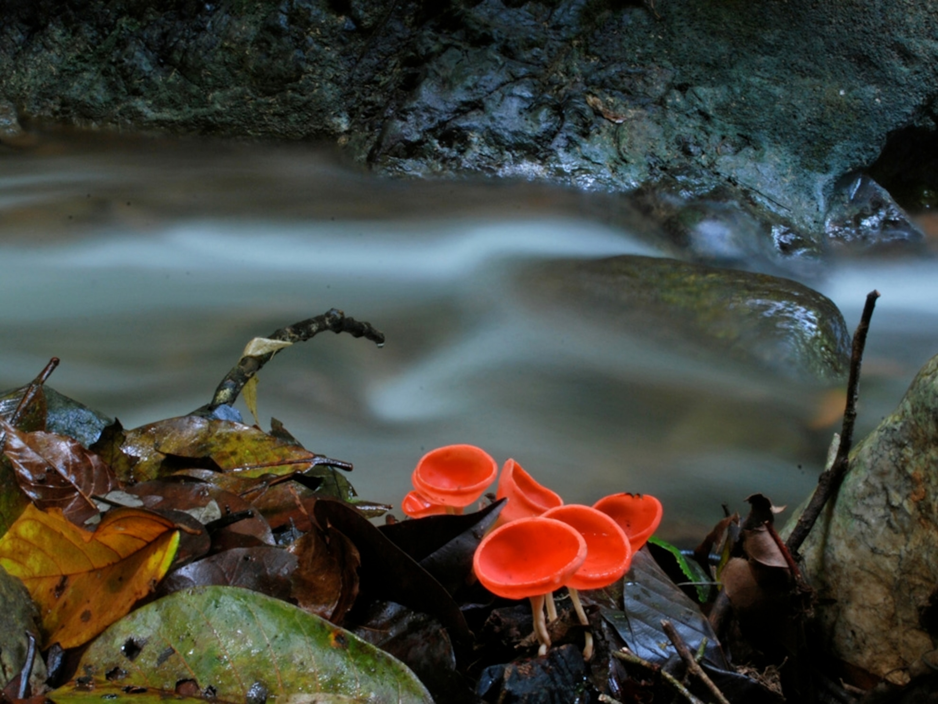 a time-lapse image of a small stream flowing along a rain forest floor