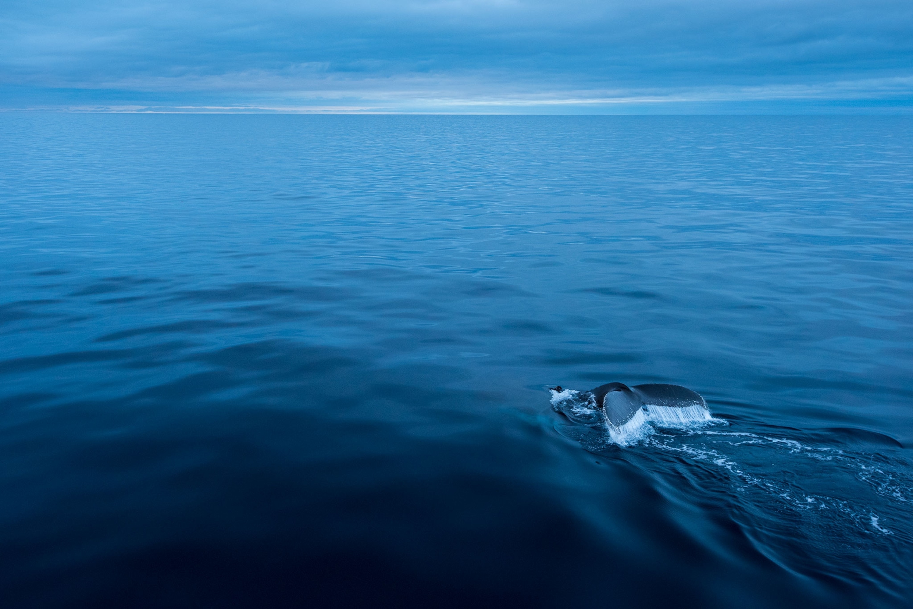 a humpback whale
