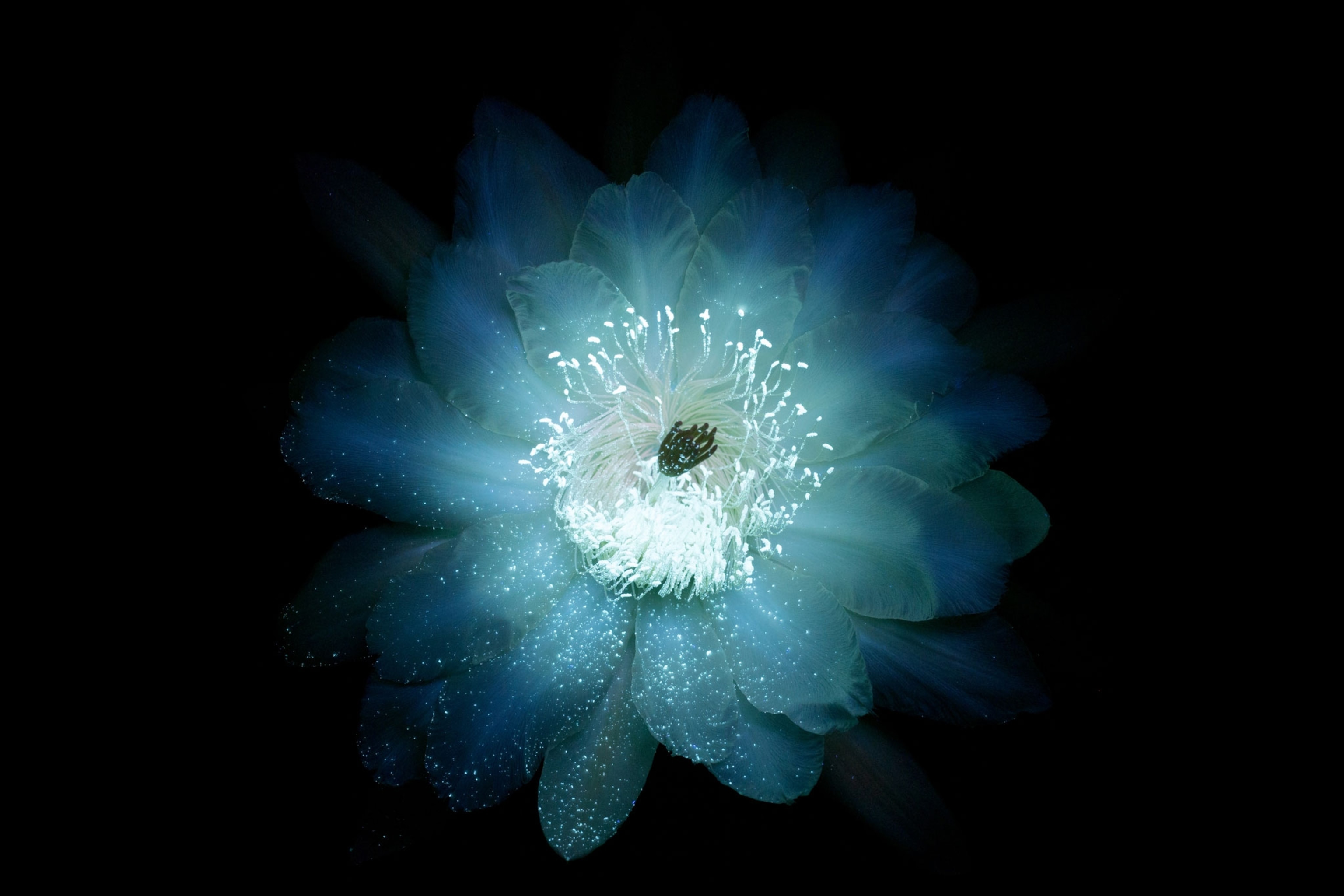 Picture organ pipe cactus flower