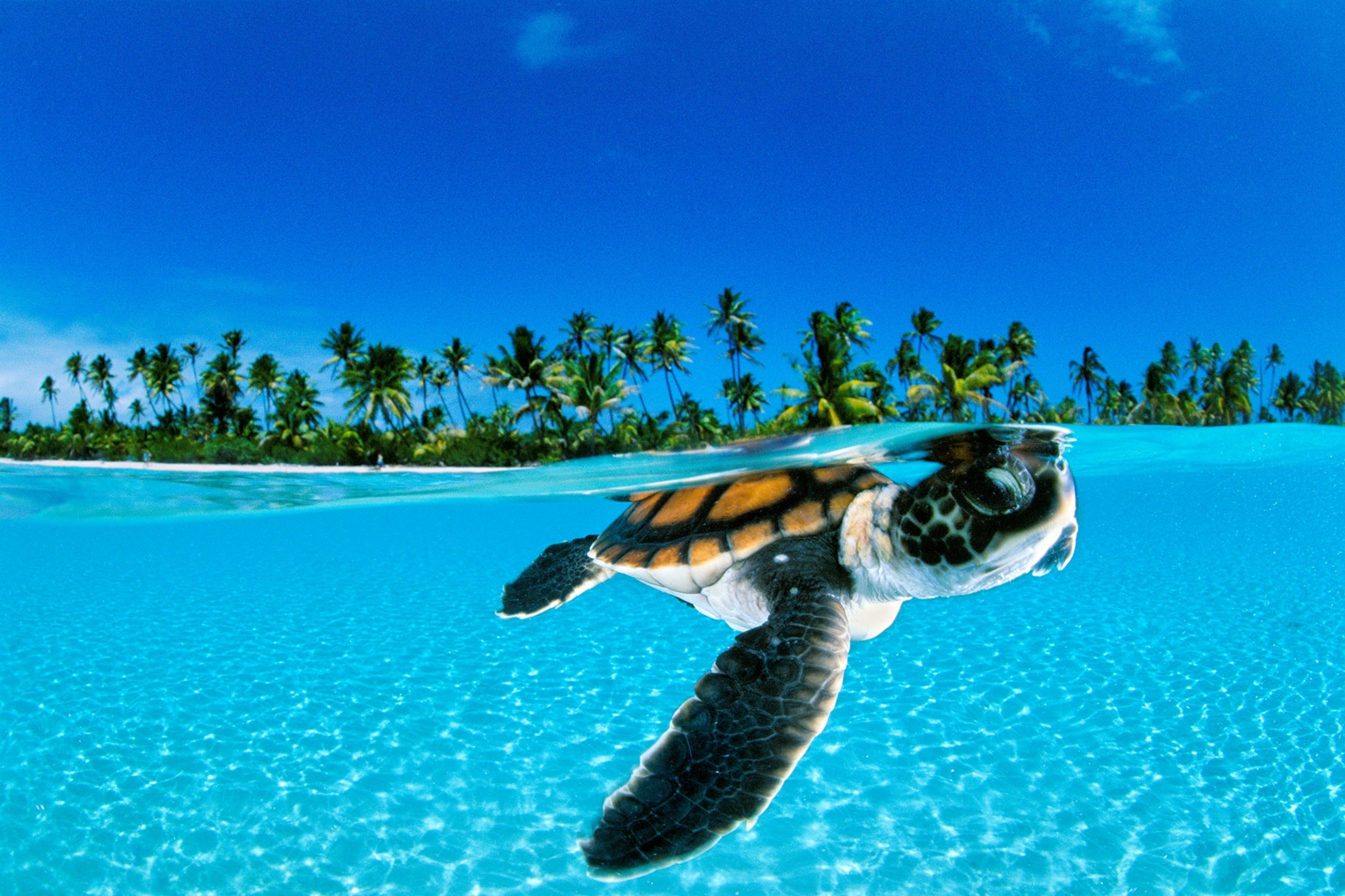 a green sea turtle hatchling