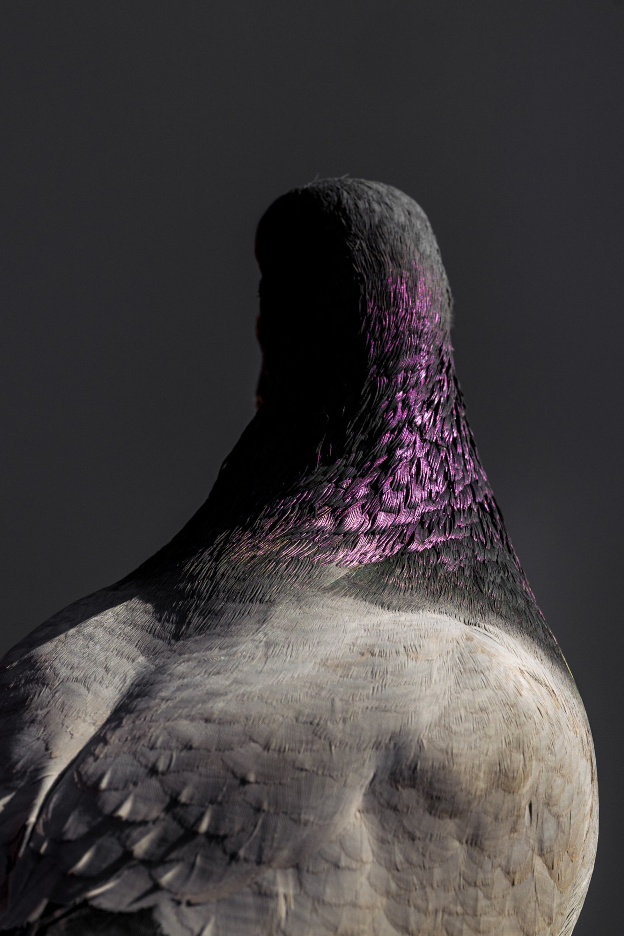 Dark gray and purple feathers are highlighted by soft light.