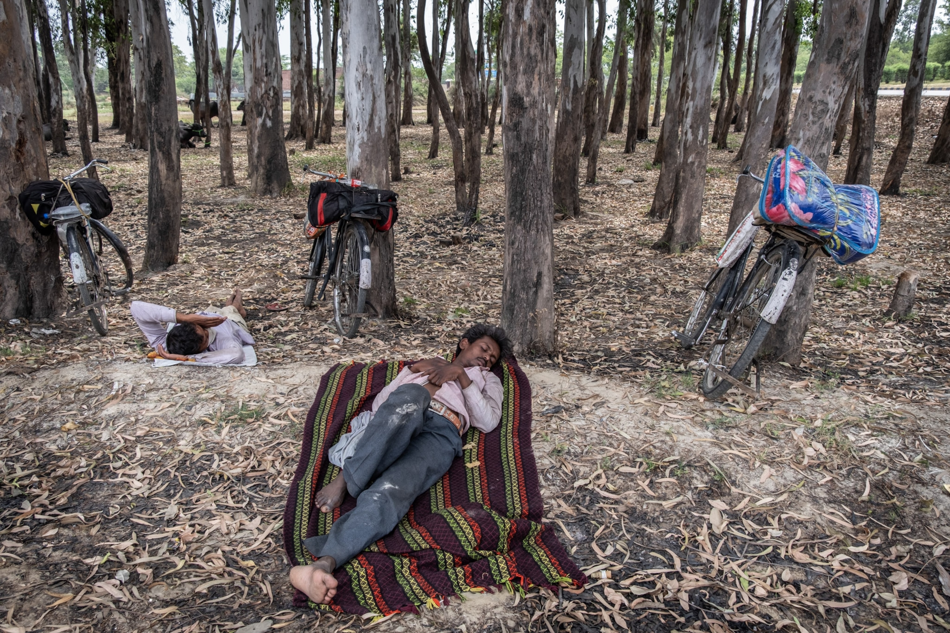 a few people sleeping on blankets underneath tree cover