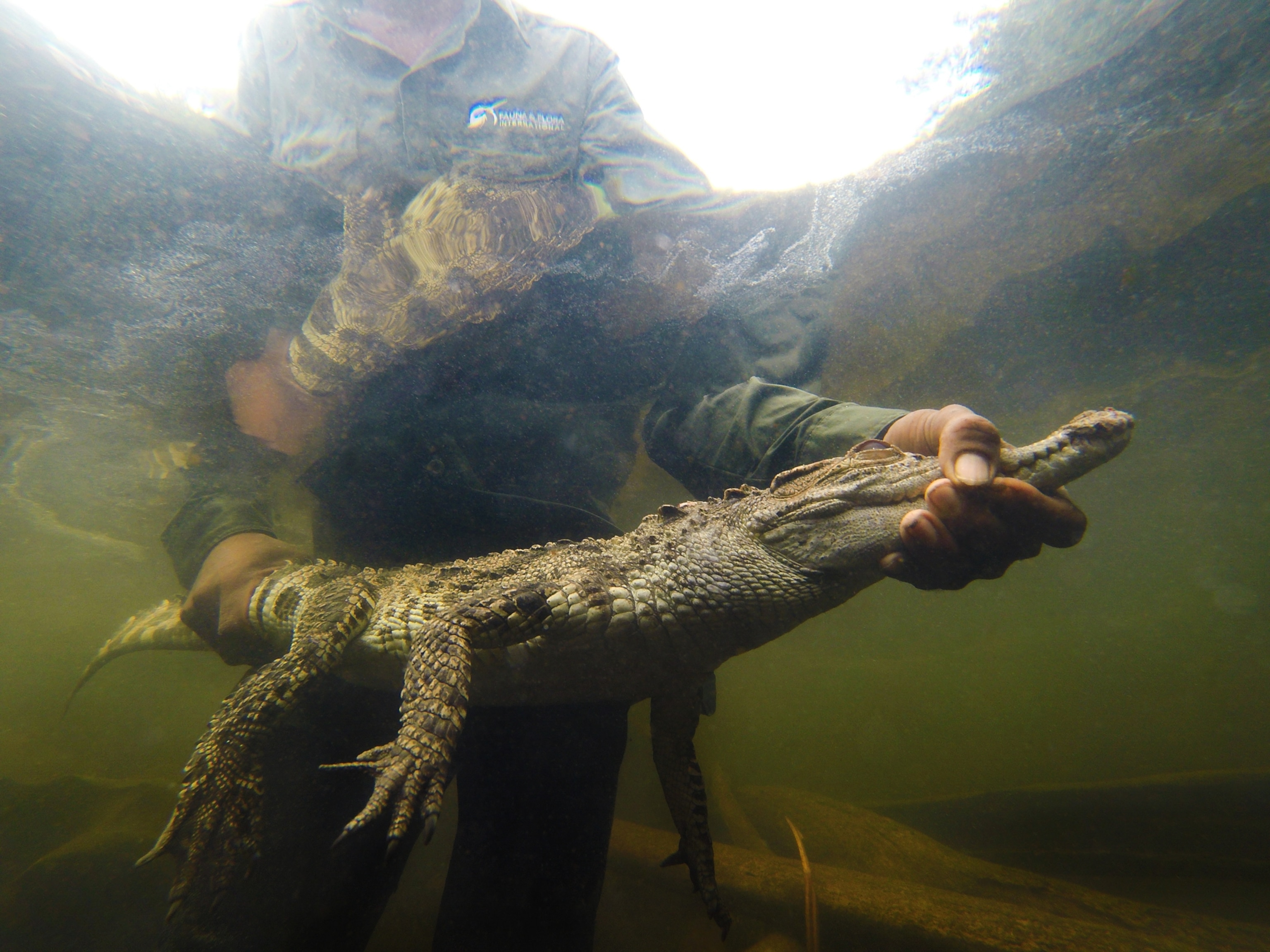 A young Siamese crocodile is seen held underwater as it is released by a conservationist.