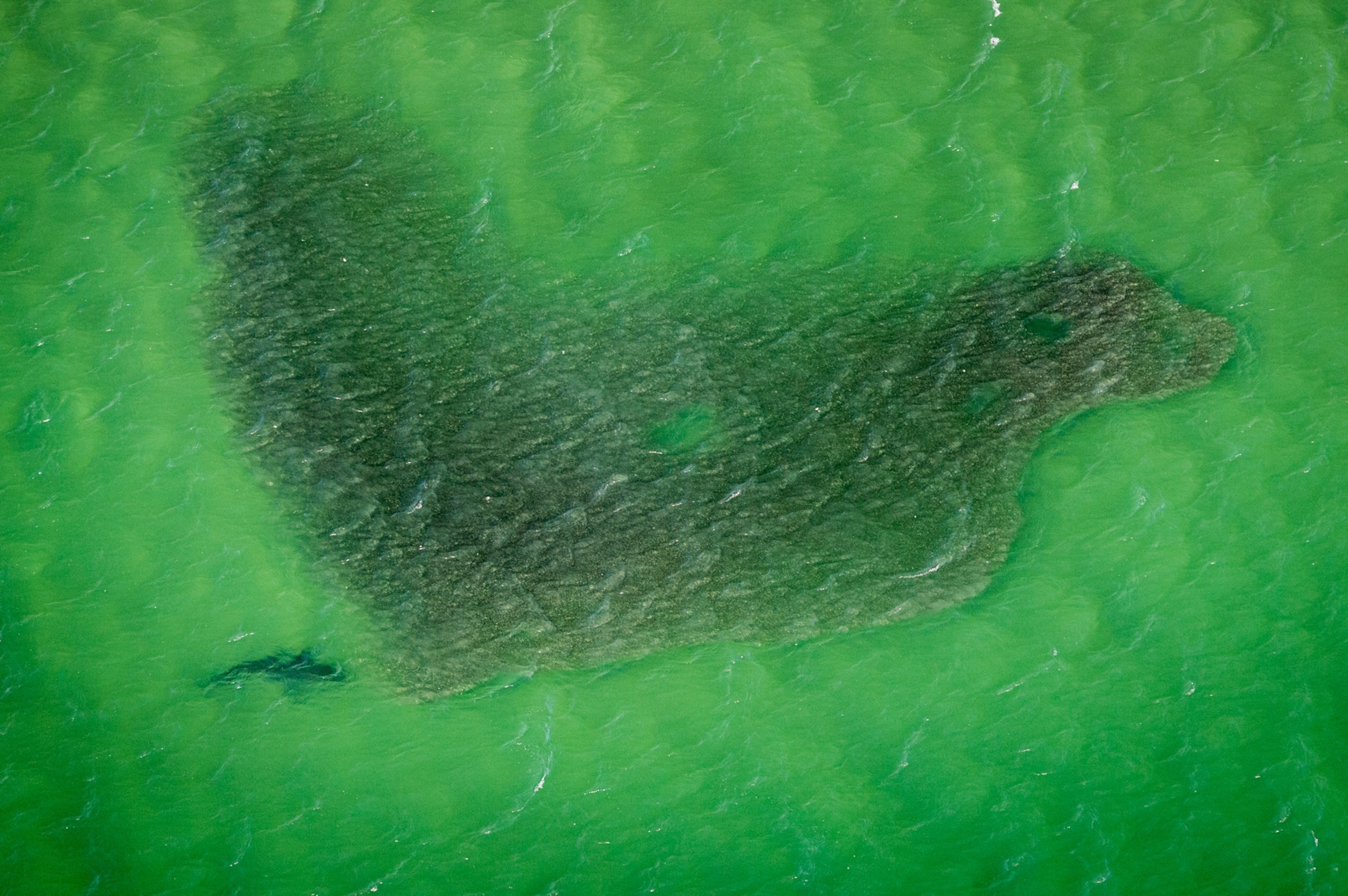 Aerial view of a single great white in the green waters off the coast of Cape Code. The shark is hunting a group of seals, which have clustered into a mass that fills most of the image frame.
