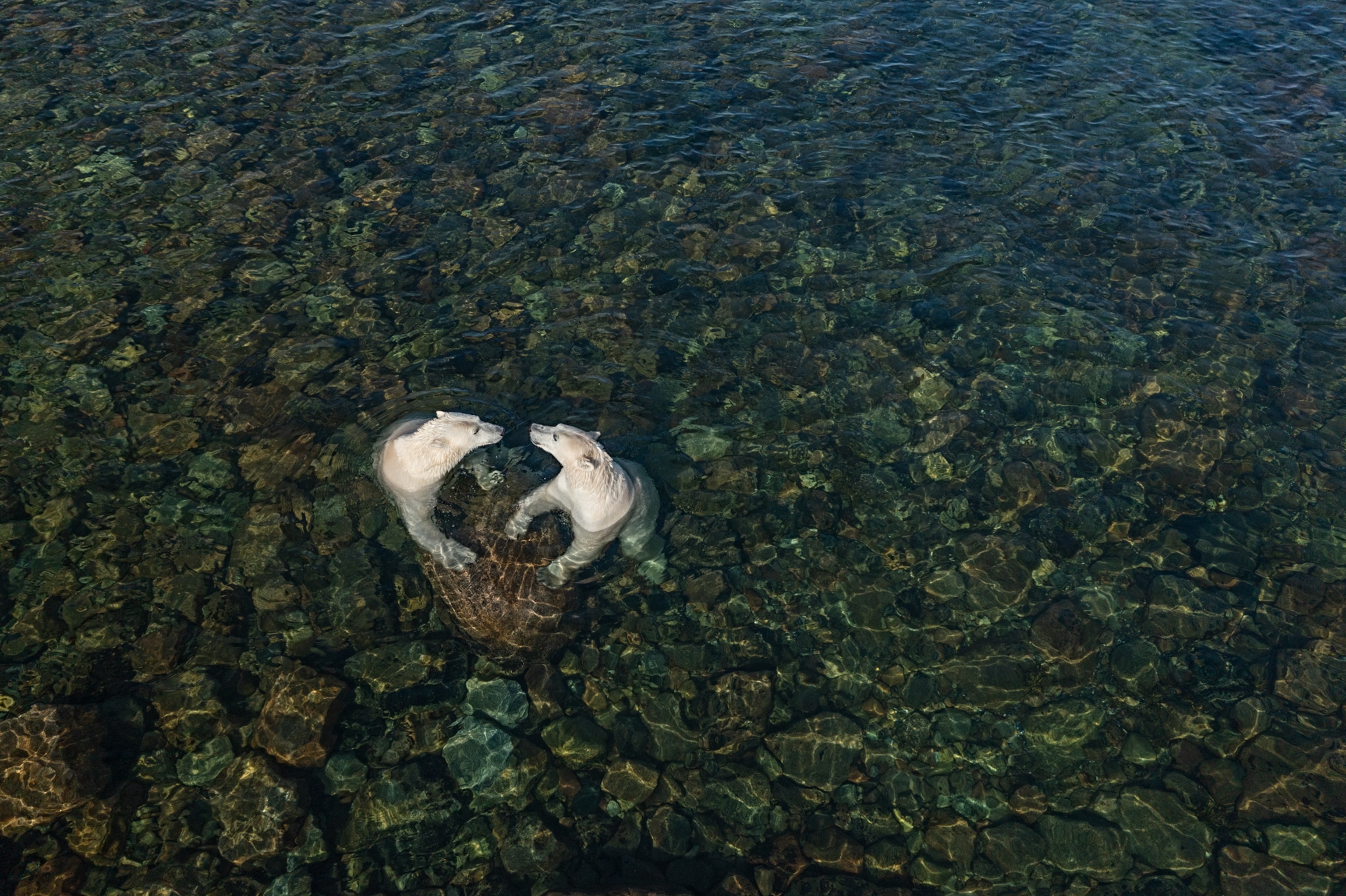 Picture of two bears playing in the intertidal.