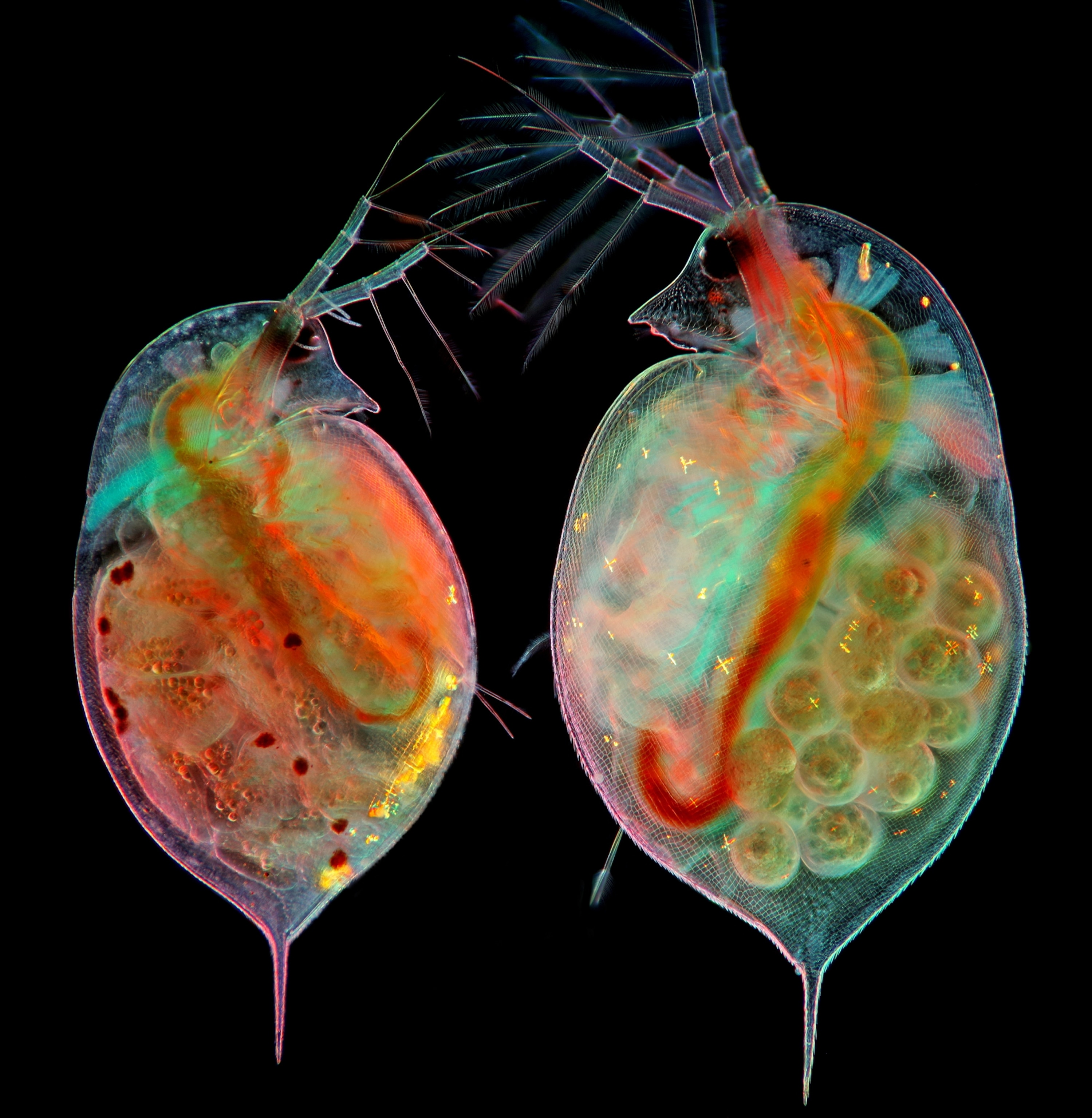Two water fleas facing one another. Their partially translucent bodies are a rainbow of colors and reveal amorphous embryos in the left flea and round eggs in the right.