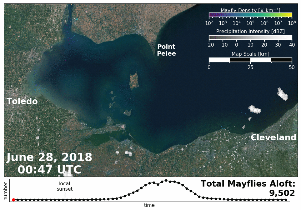 radar of mayfly swarm