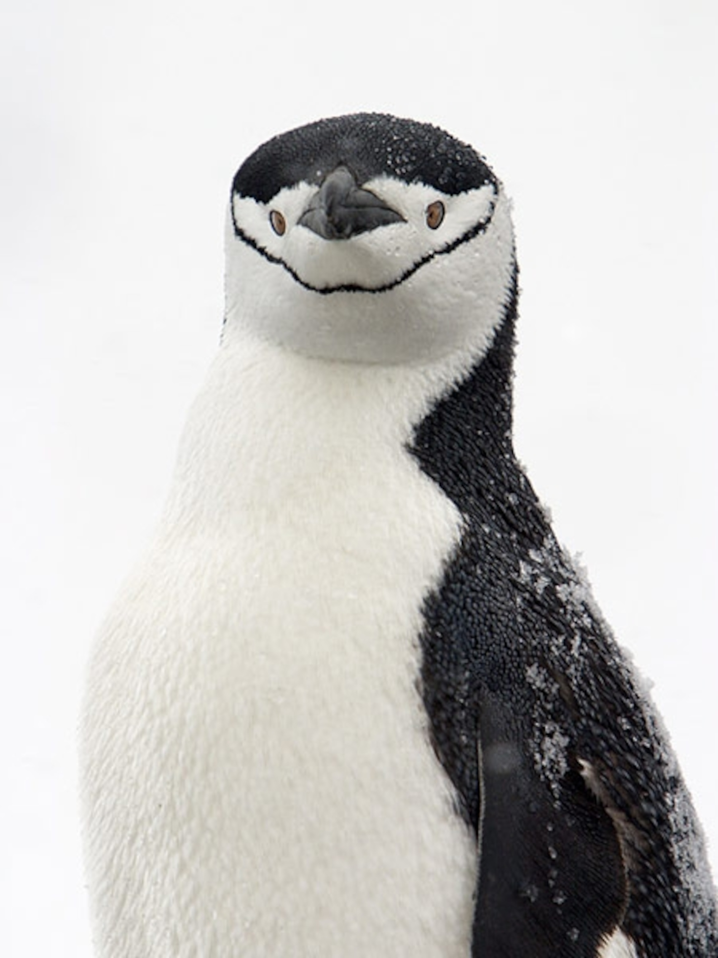 Chinstrap penguin
