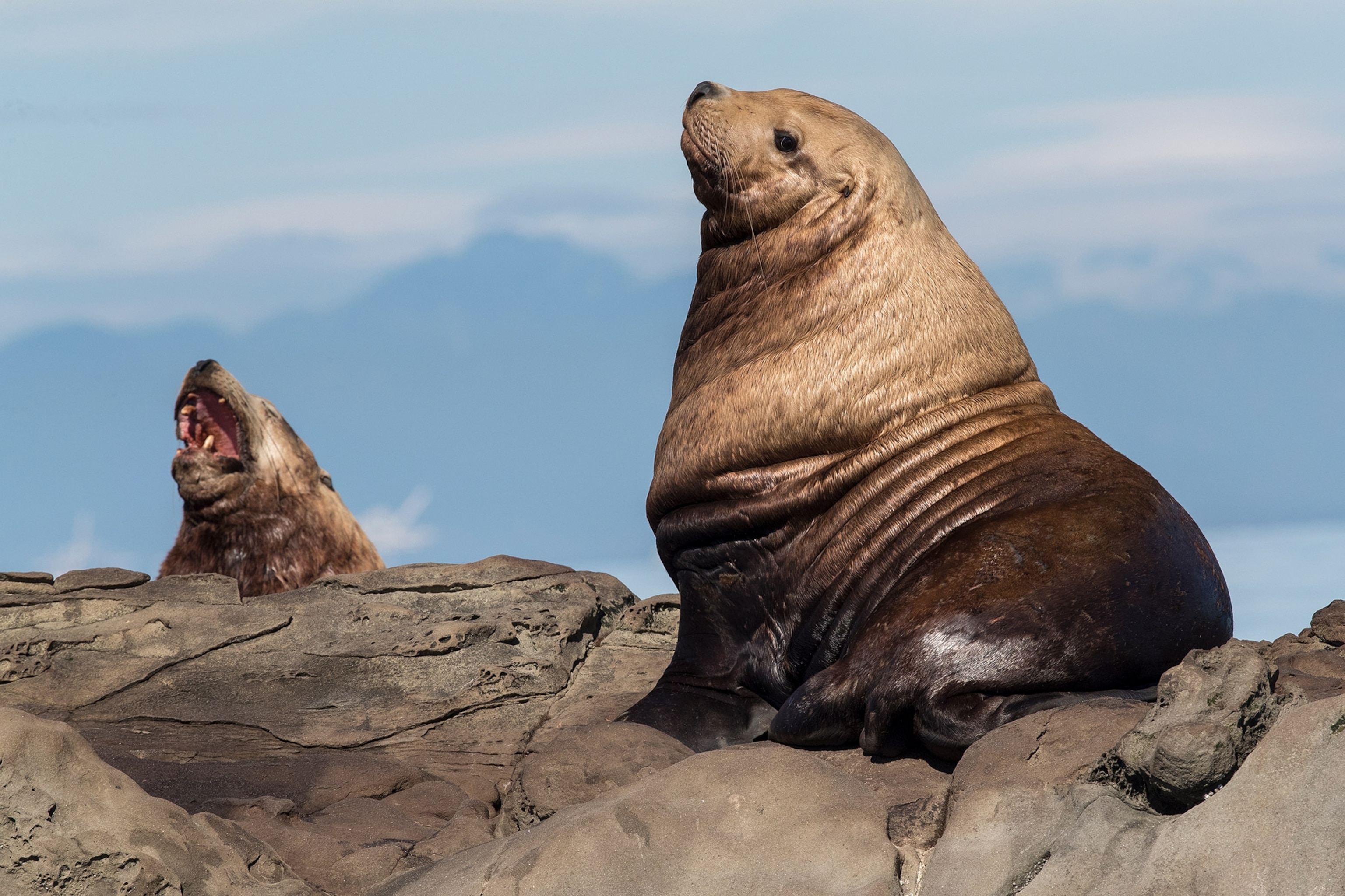 Sea lions sit on rocks.