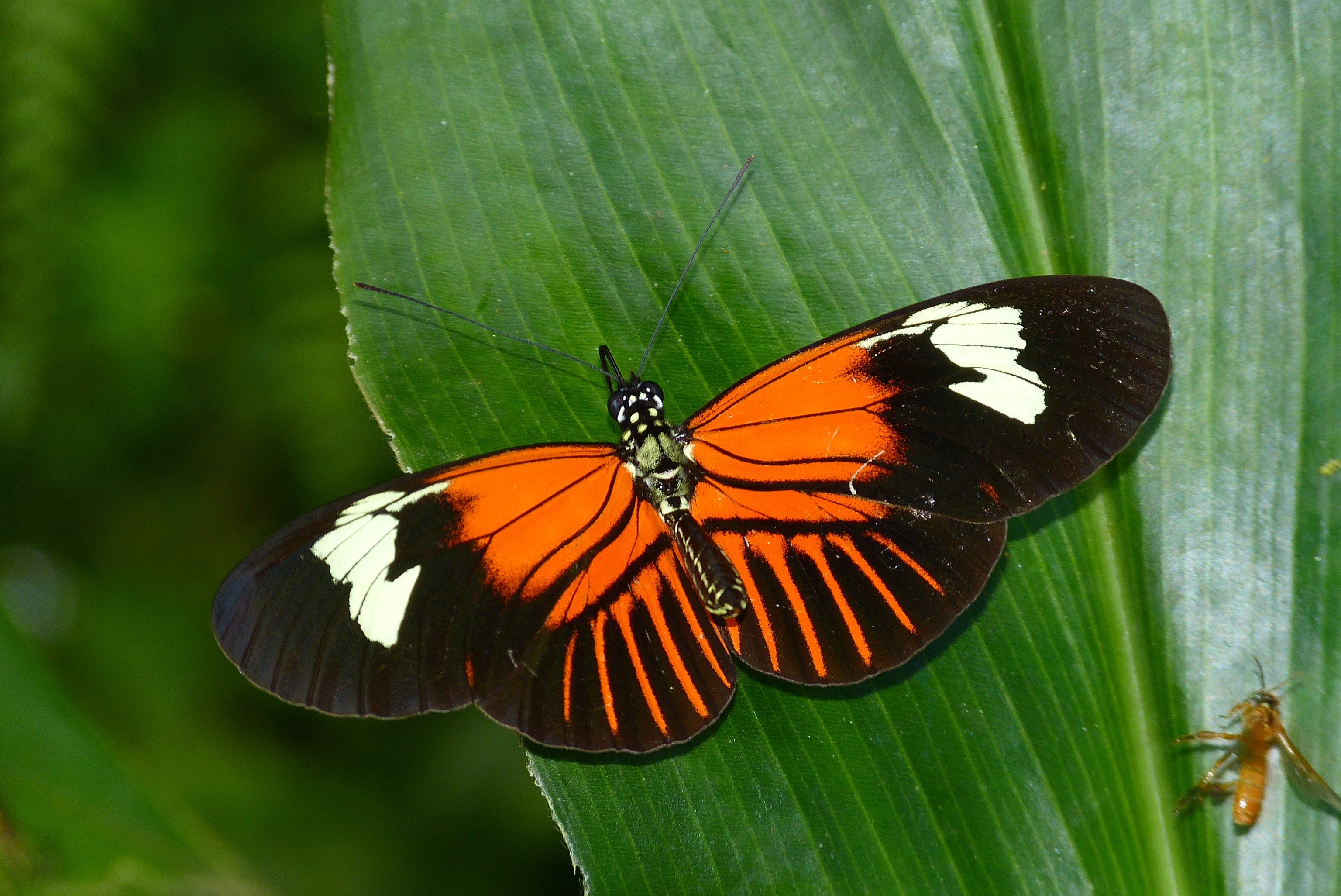 A butterflys wings are open.