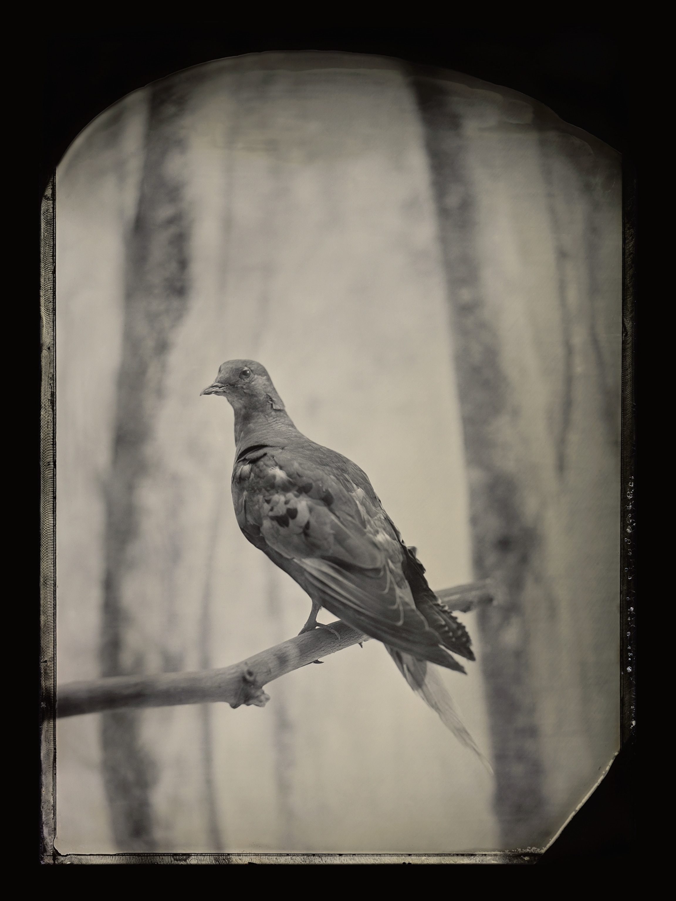 Martha, the last passenger pigeon.