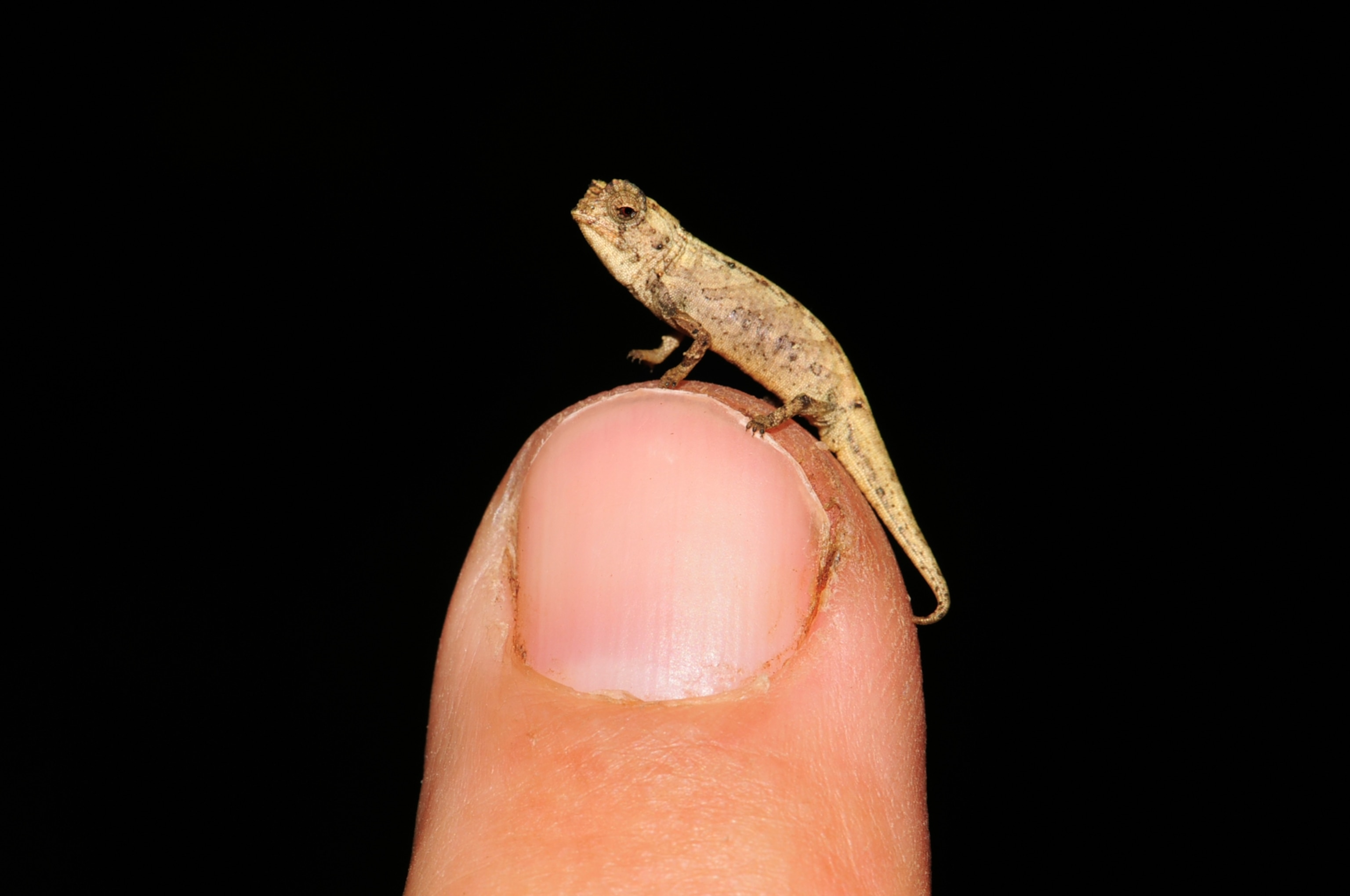 Picture of a small brown reptile sitting on a finger tip.