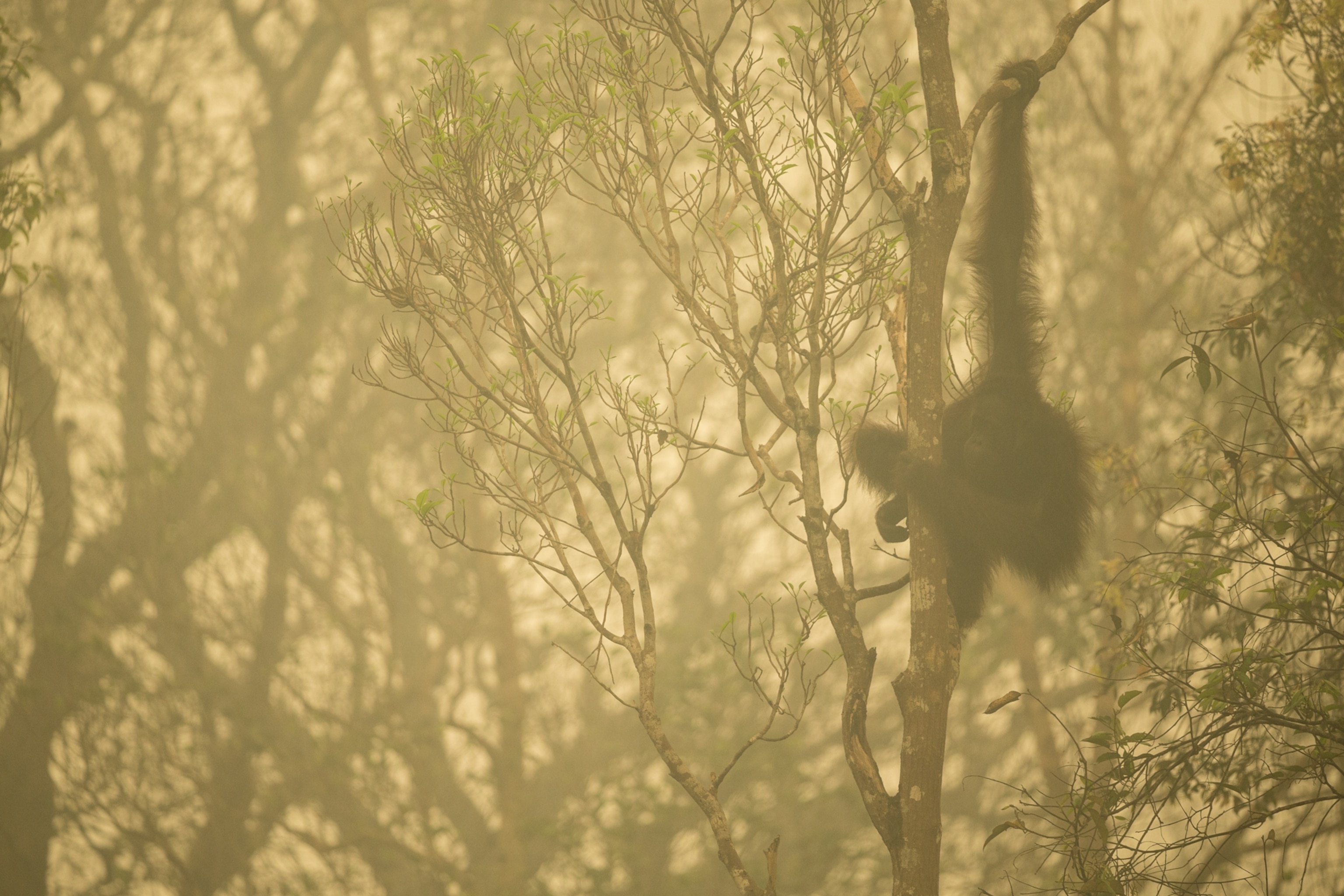 smoke from illegal forest fires destroying orangutan habitats in Borneo
