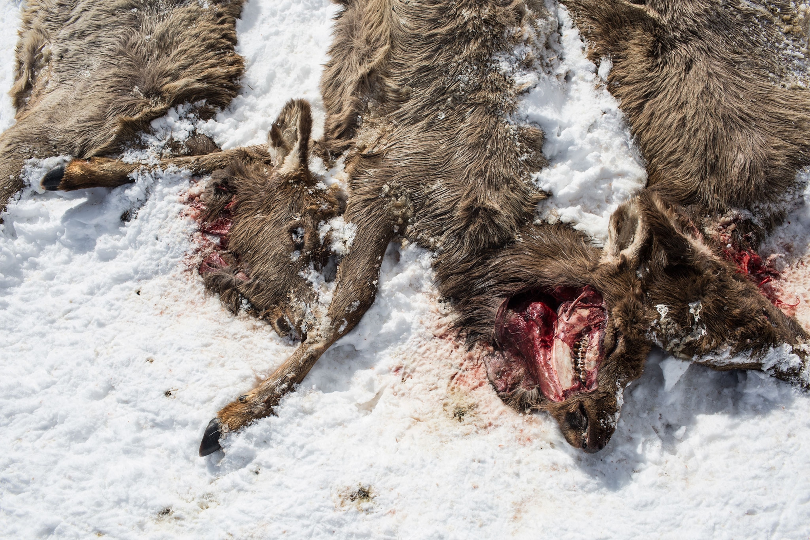 dead elk