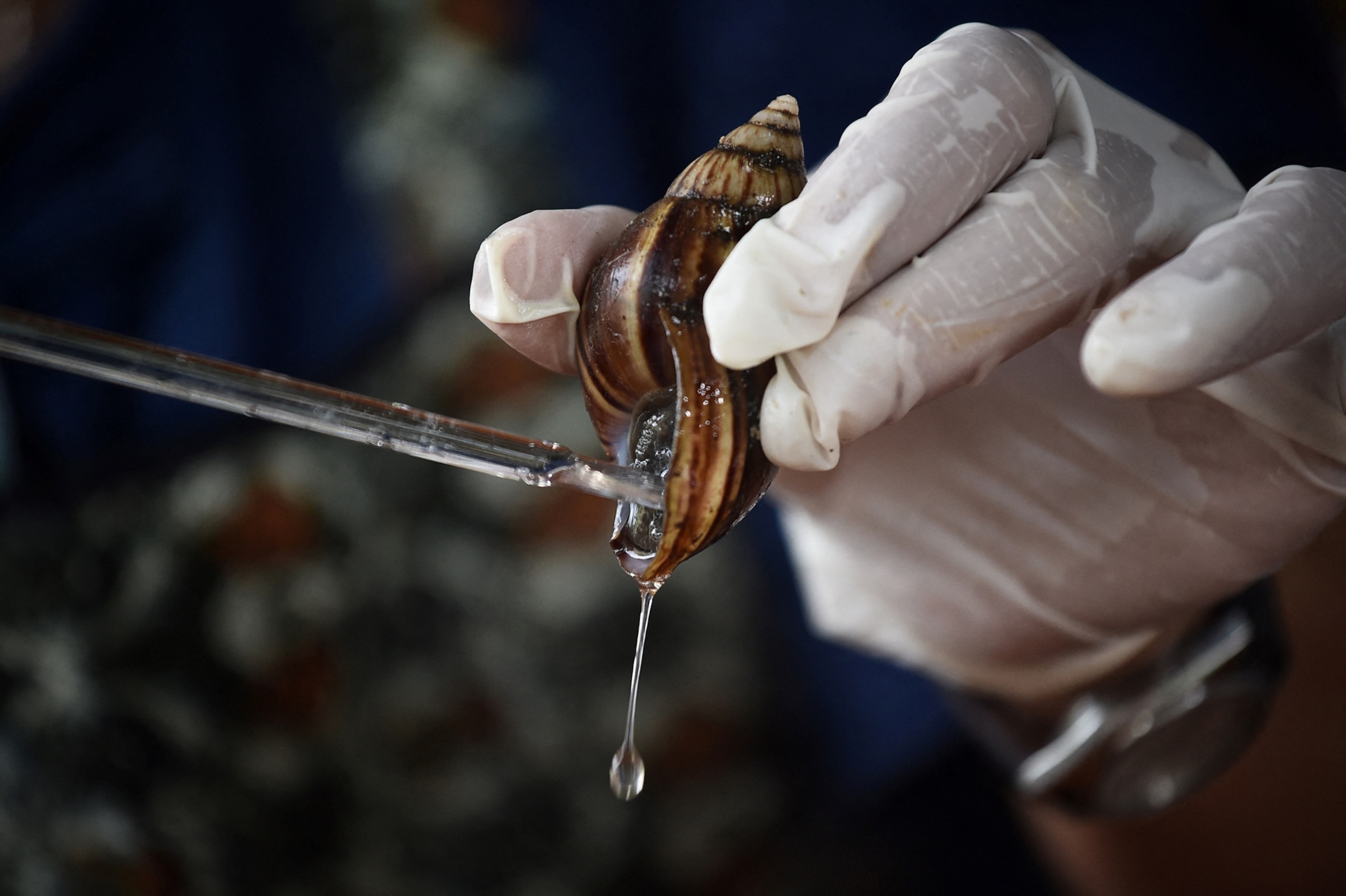 Clear mucus drips from a giant snail, held by a gloved hand while a glass prod aids the collection of mucus.