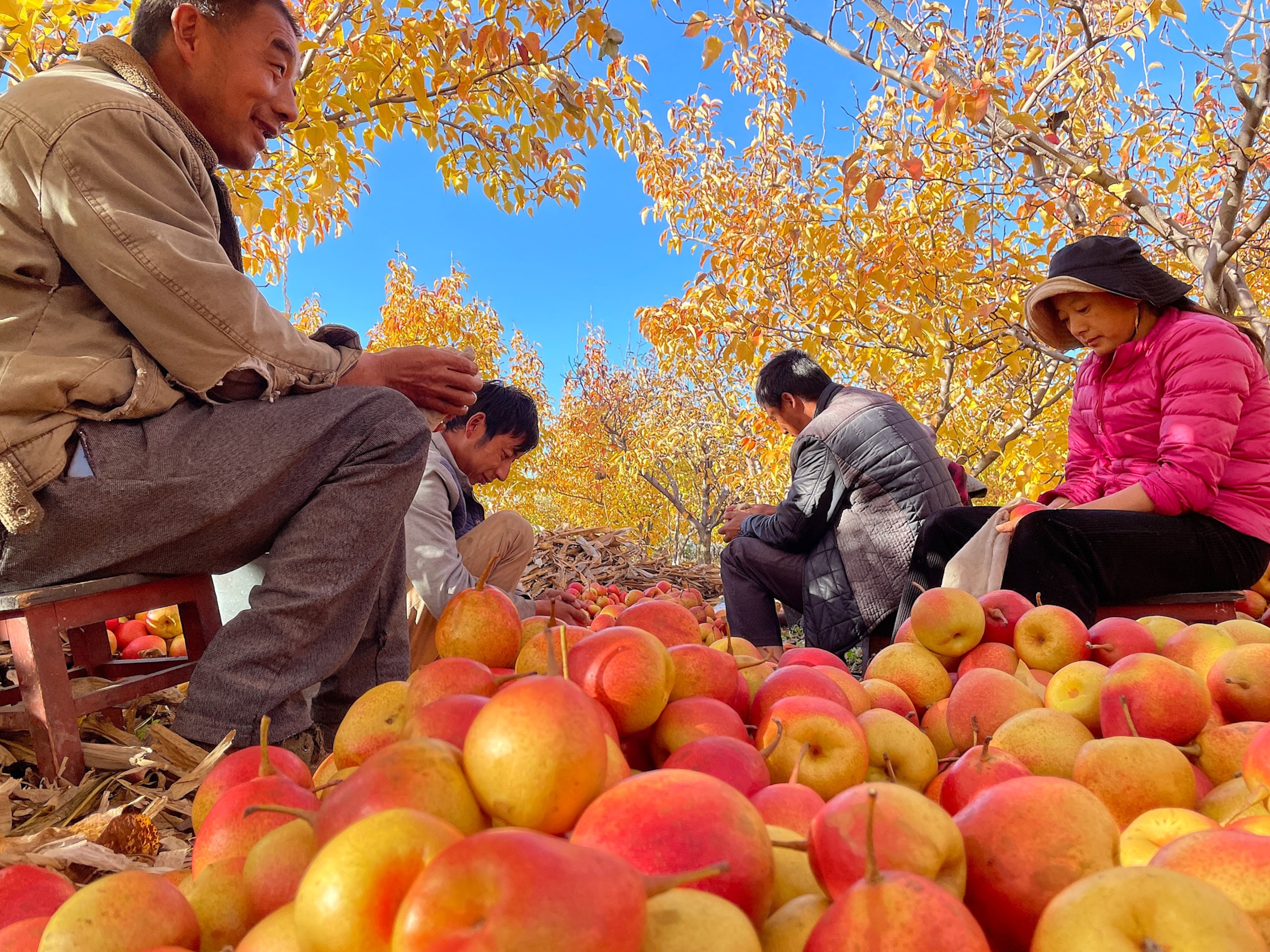 Photo of people sitting among peach harvest