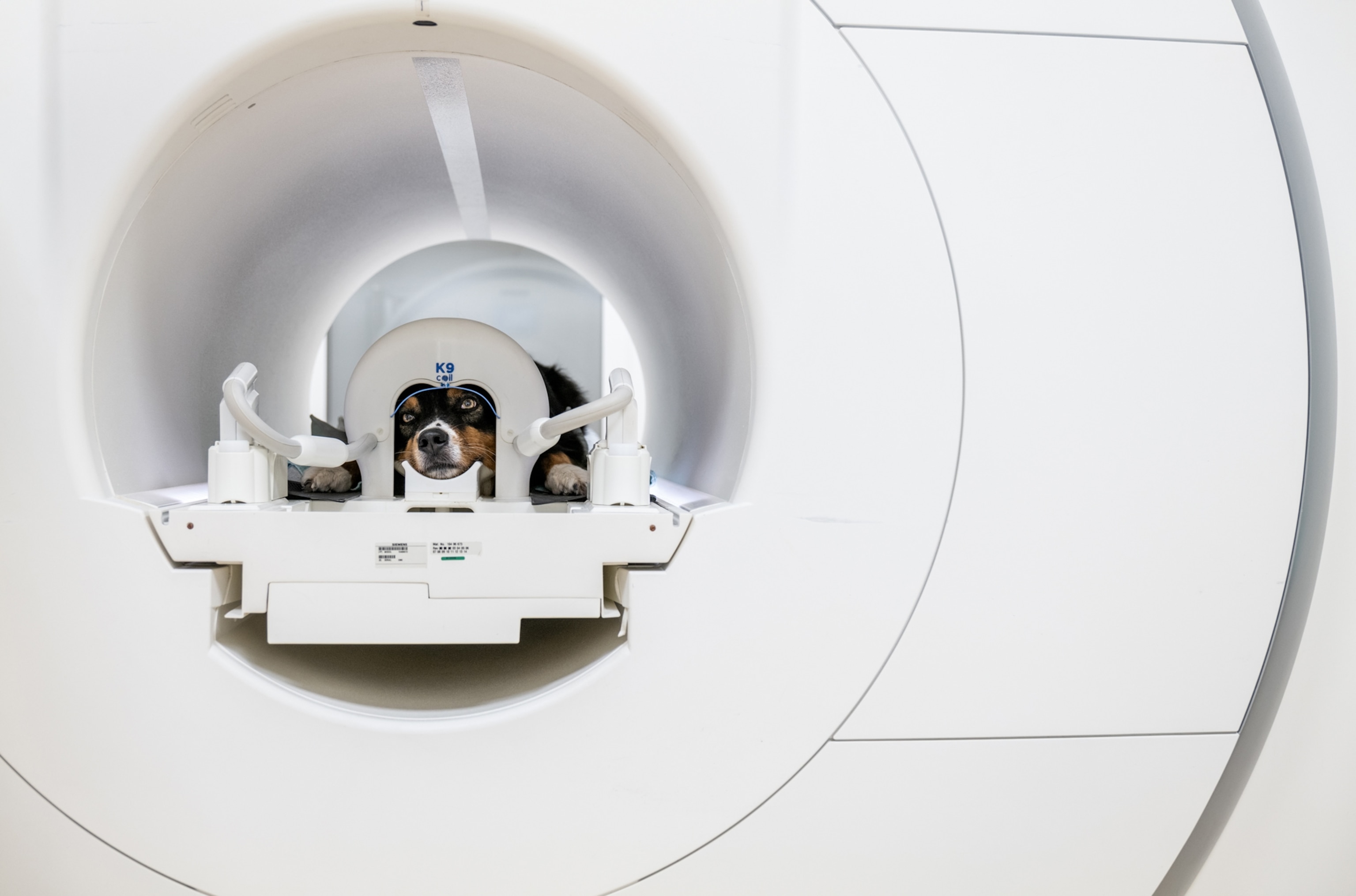 An Australian shepherd dog lies still in a large magnetic resonance machine
