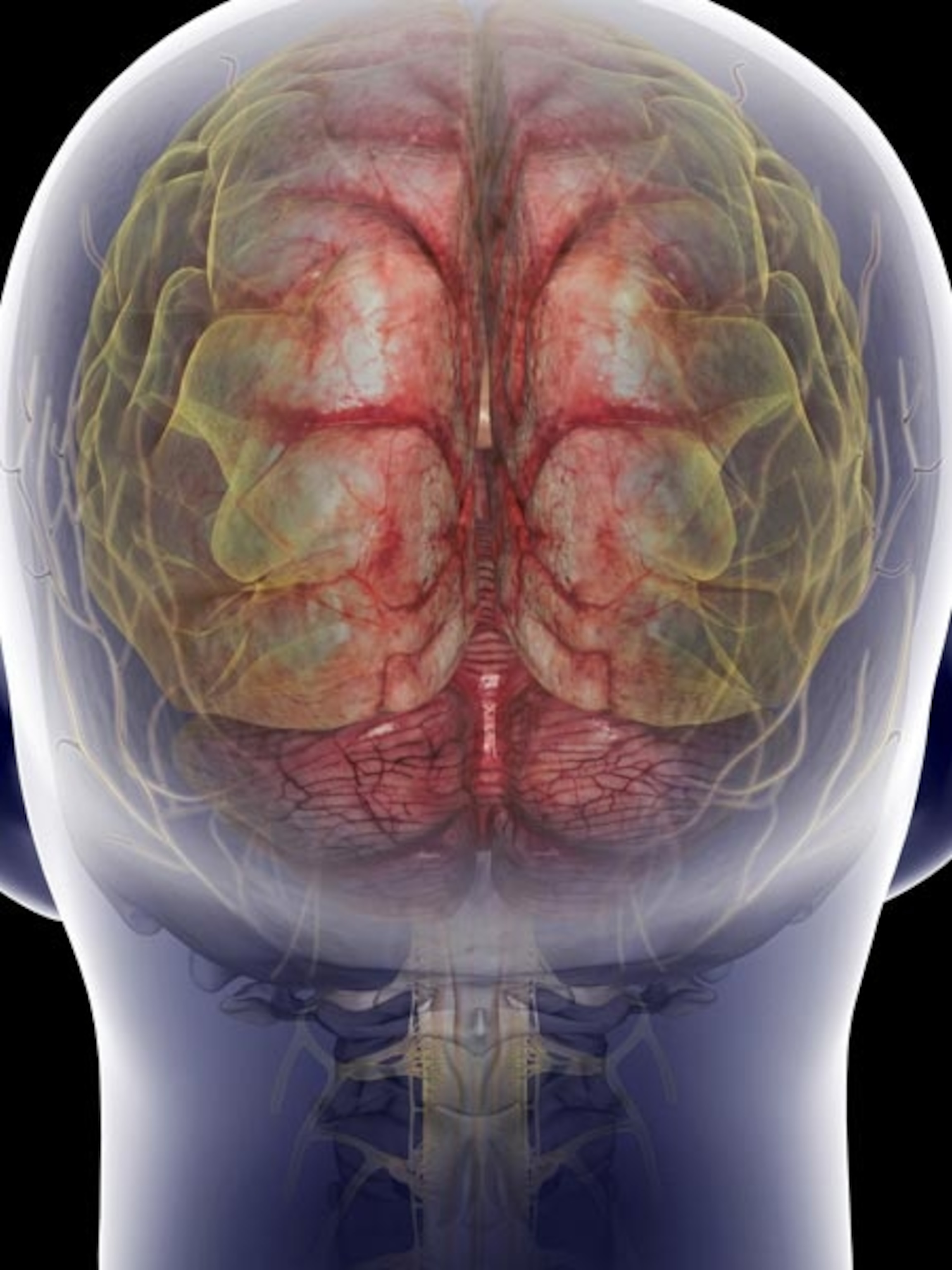 Illustration: Brain and cervical spinal cord