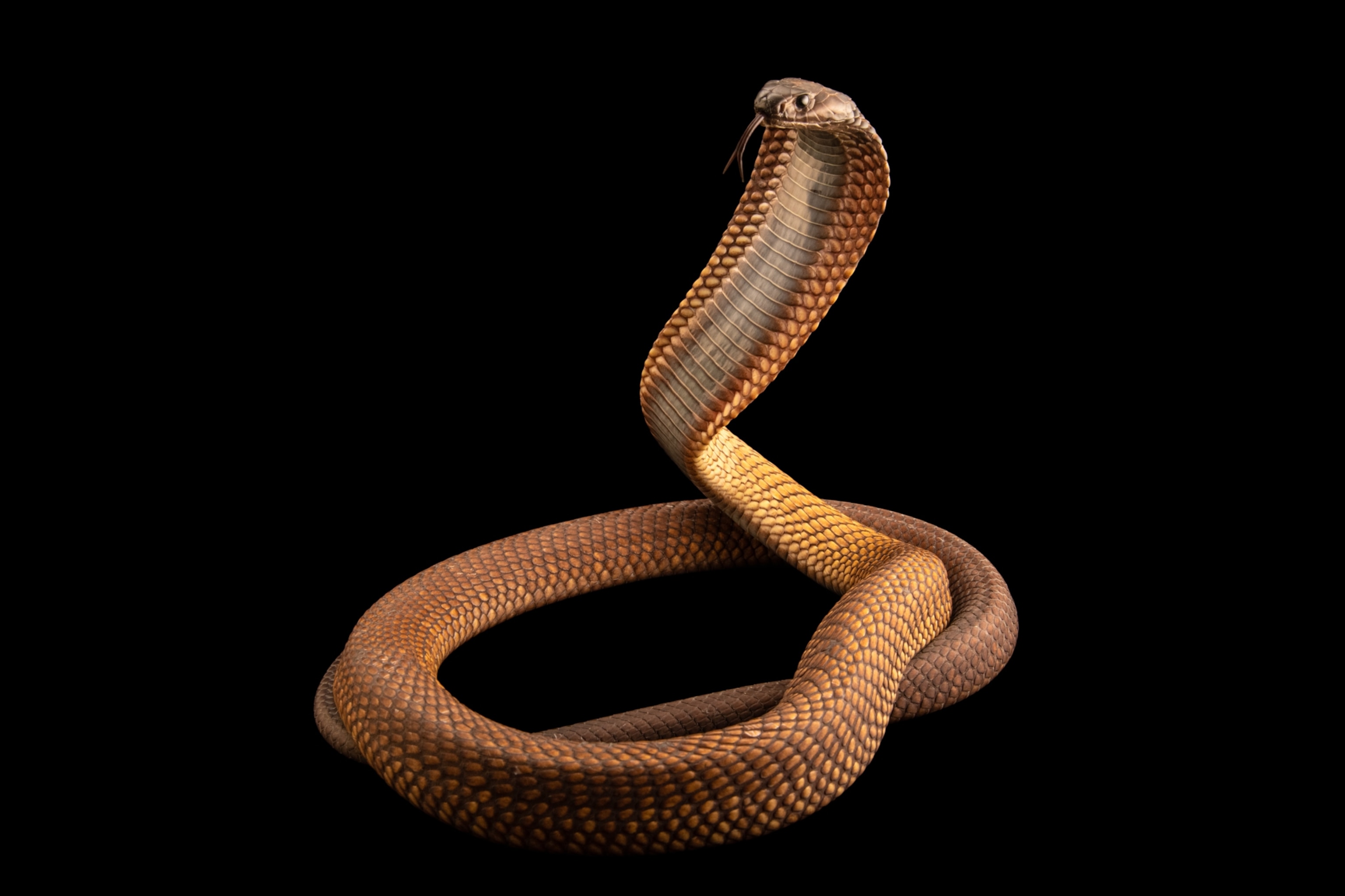 an Arabian cobra on a black background