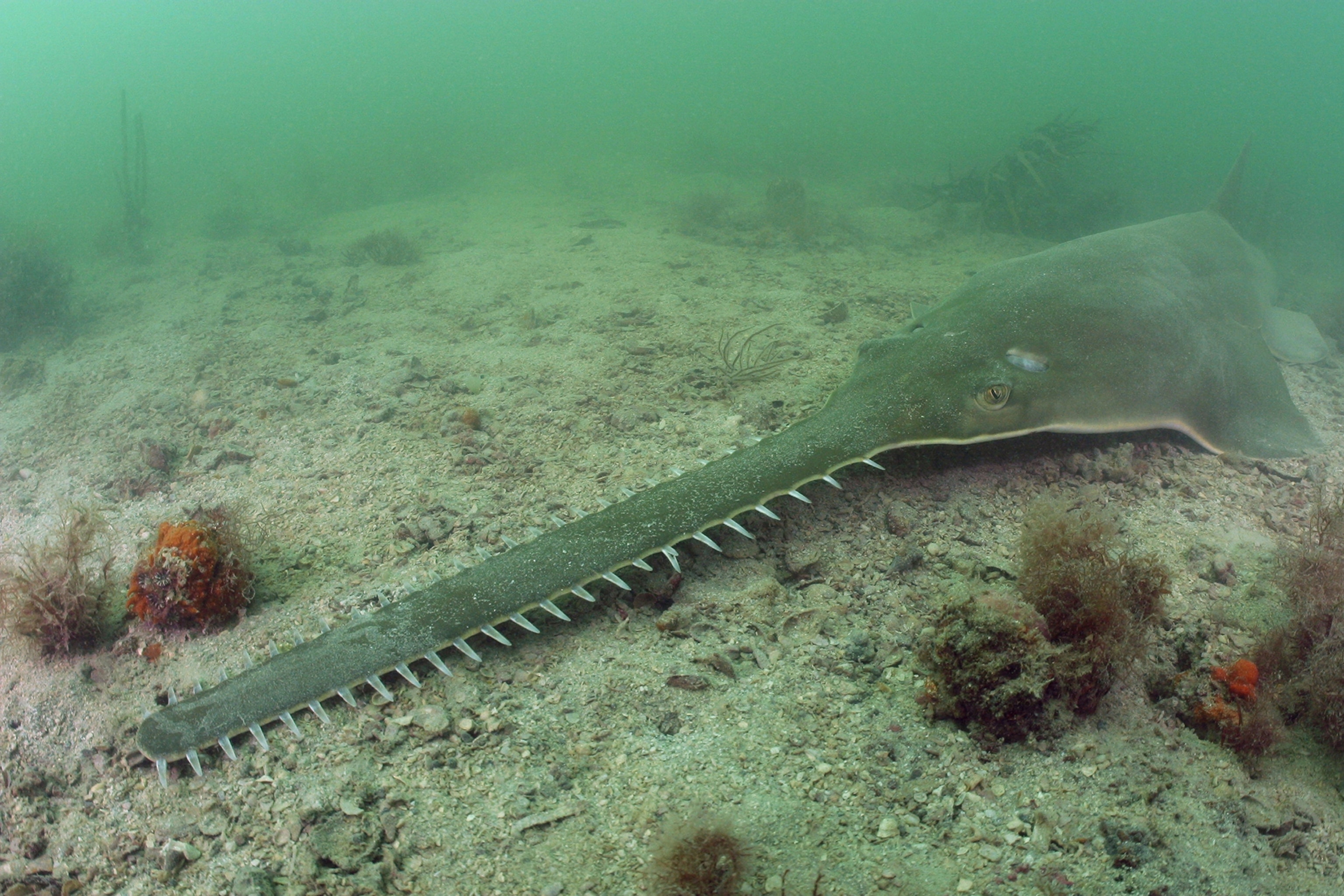 A fish with a long mouth and ridges that run along the mouth.