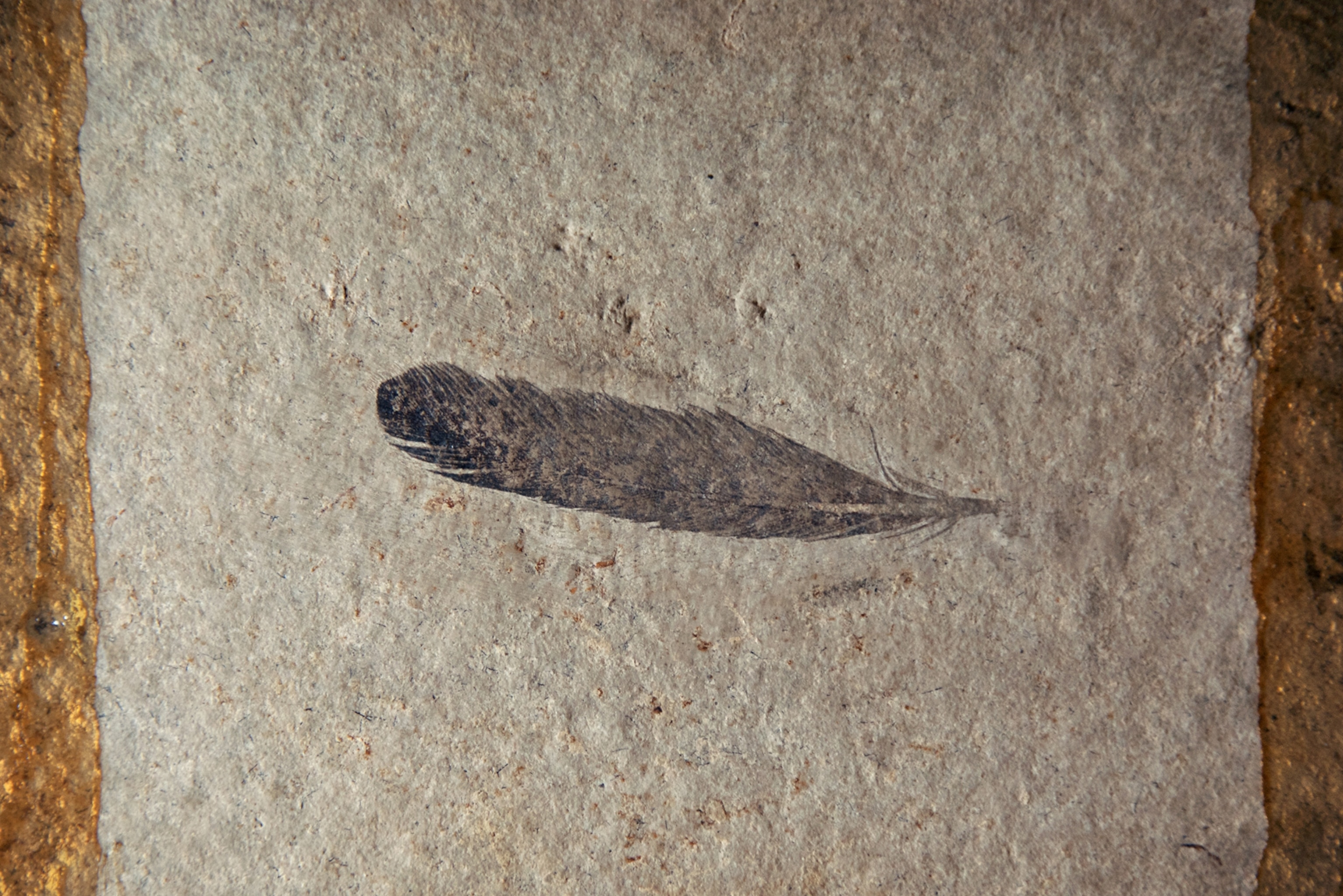 fossil impression of one plume of the world’s earliest known bird.