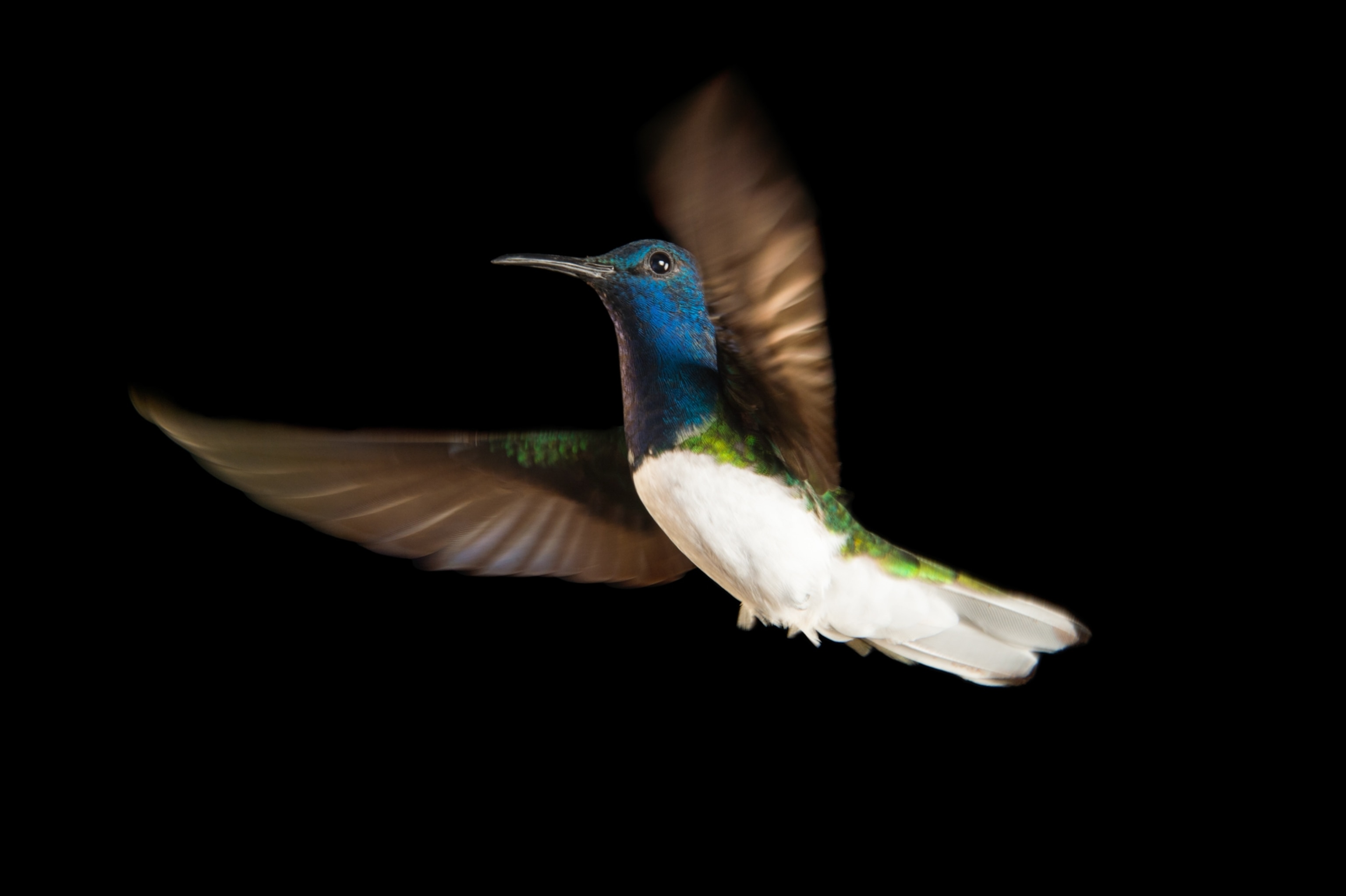 a white-naped jacobin hummingbird on black background