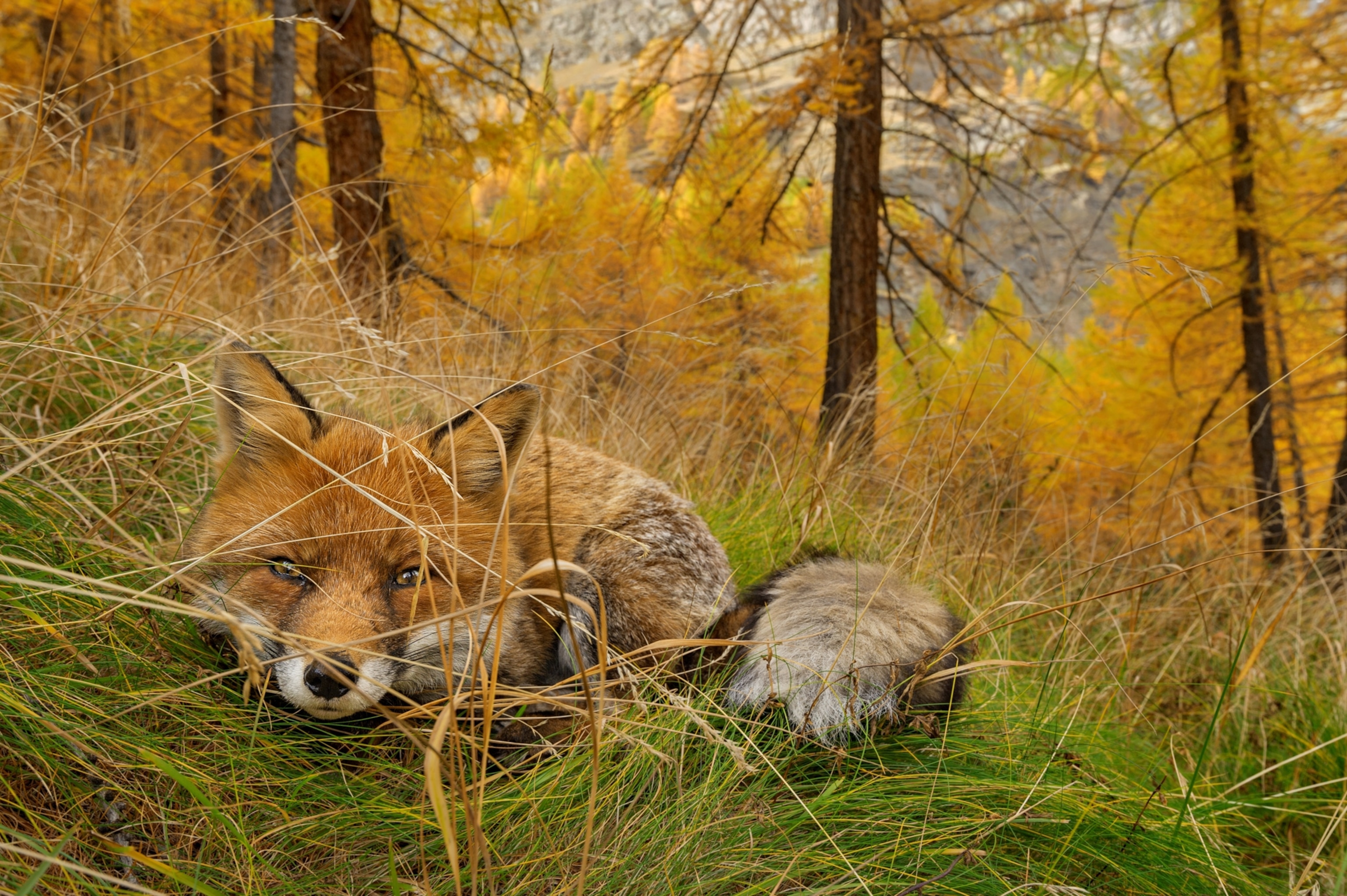 A red fox, Vulpes vulpes, lies in wait, camouflaged in the autumn woods.