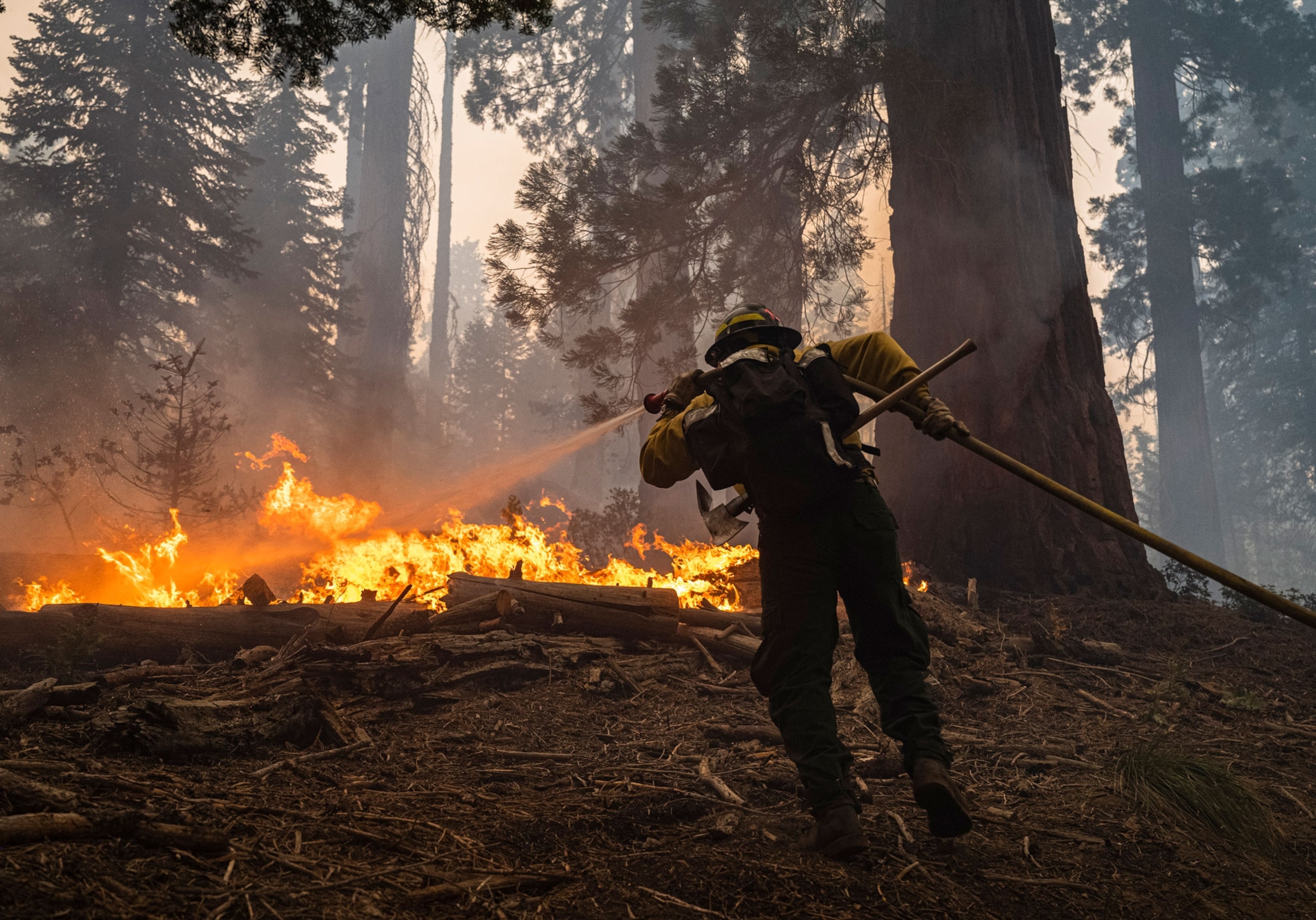 A wildland firefighter hoses down an area around a giant sequoia tree.