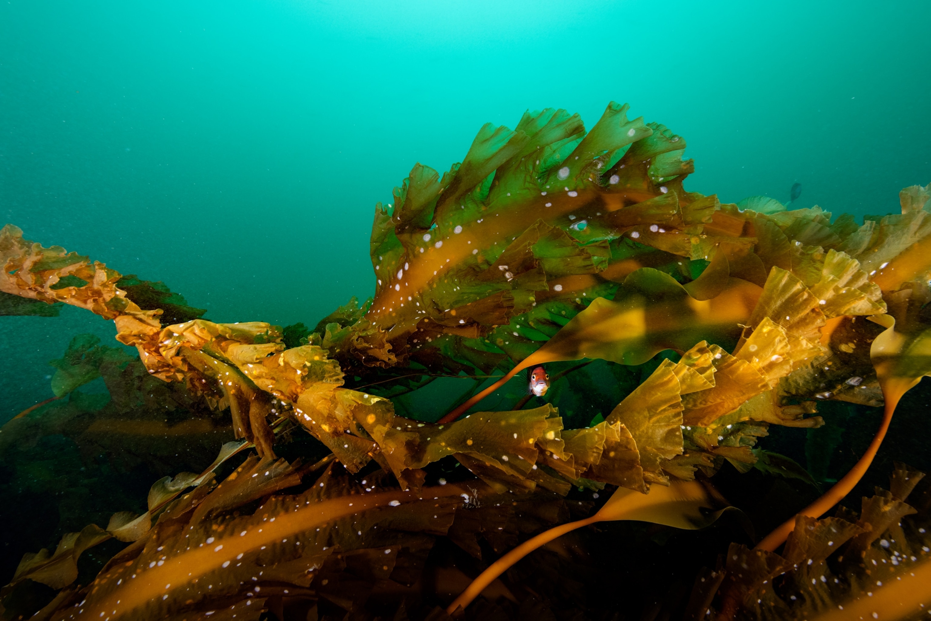 A tiny cunner fish hovers between fronds of kelp under a turquoise ocean.