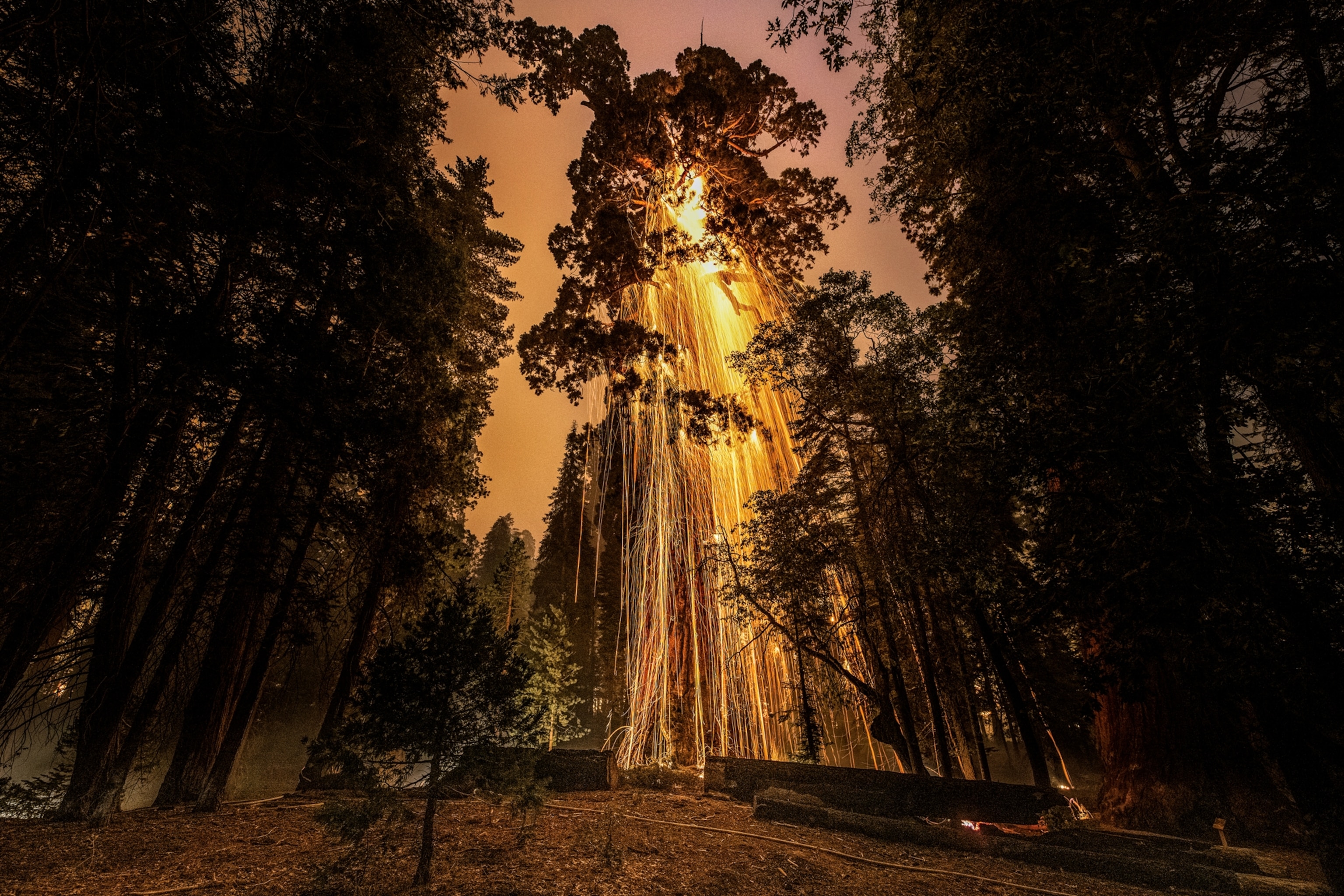 Picture of burning tree shooting embers.