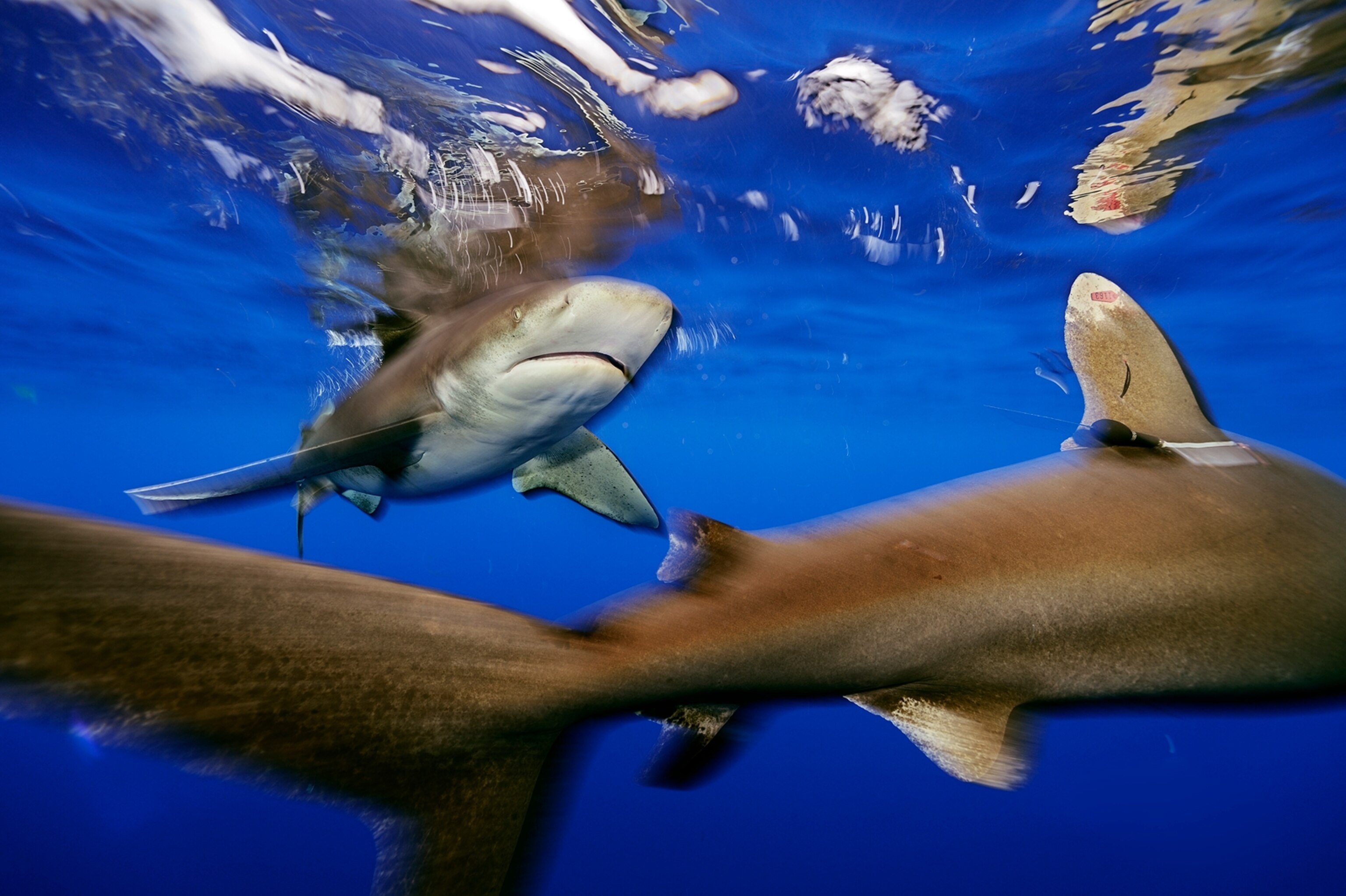 whitetip sharks