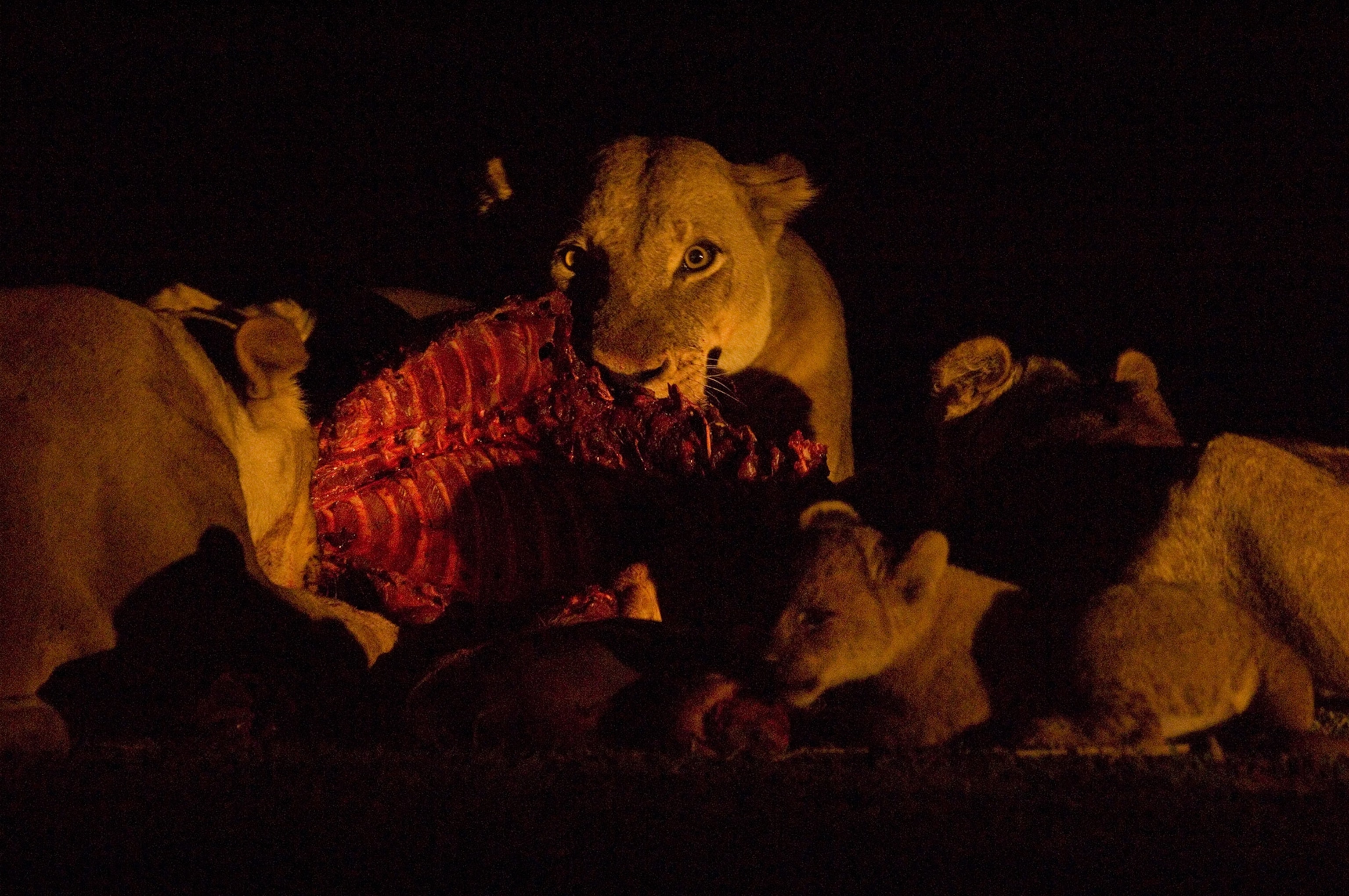 lionesses and cubs feeding on a kill in Zambia