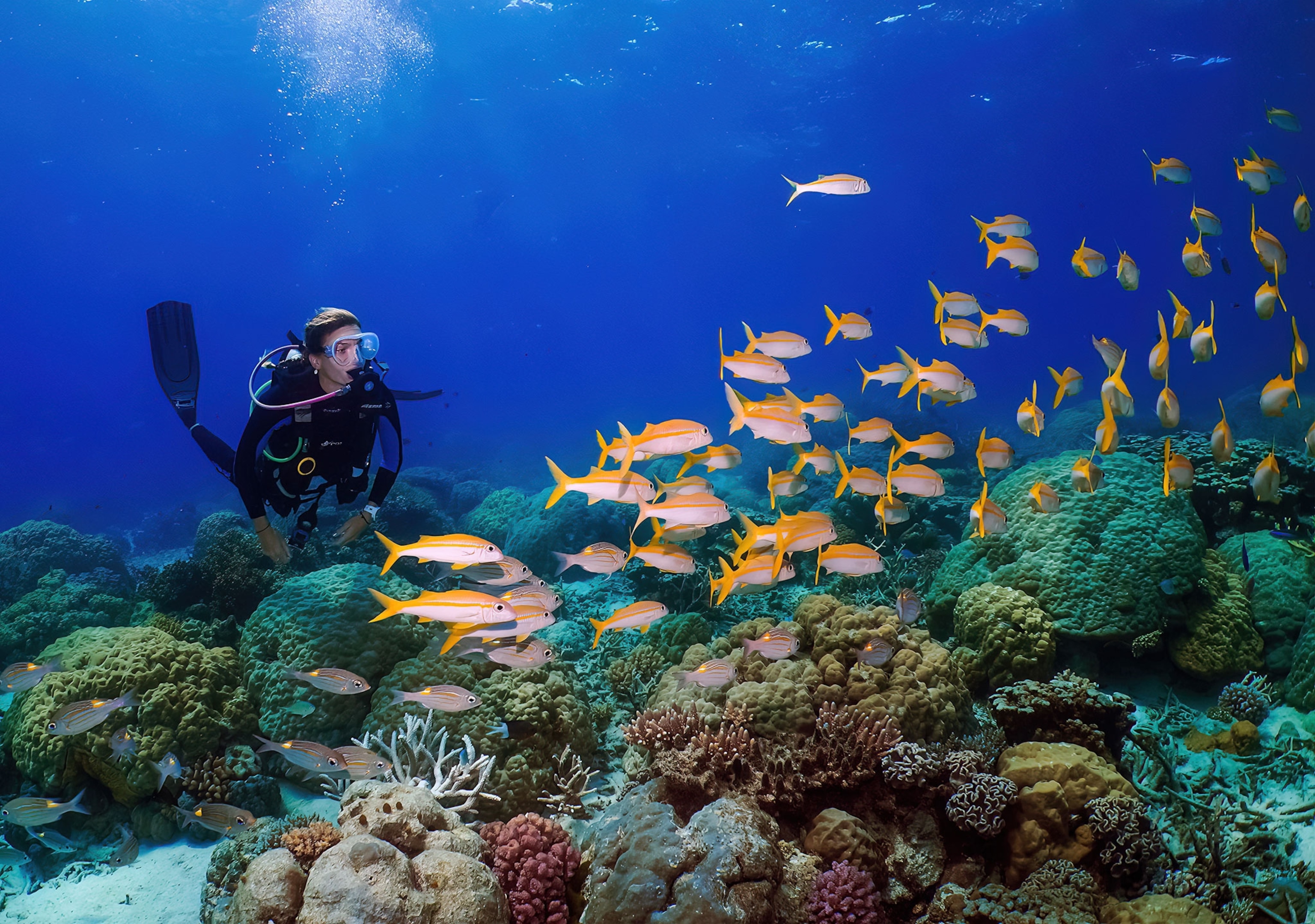 A scuba diver looks at a school of orange and pink goat fish swimming above a colorful and diverse group of coral.