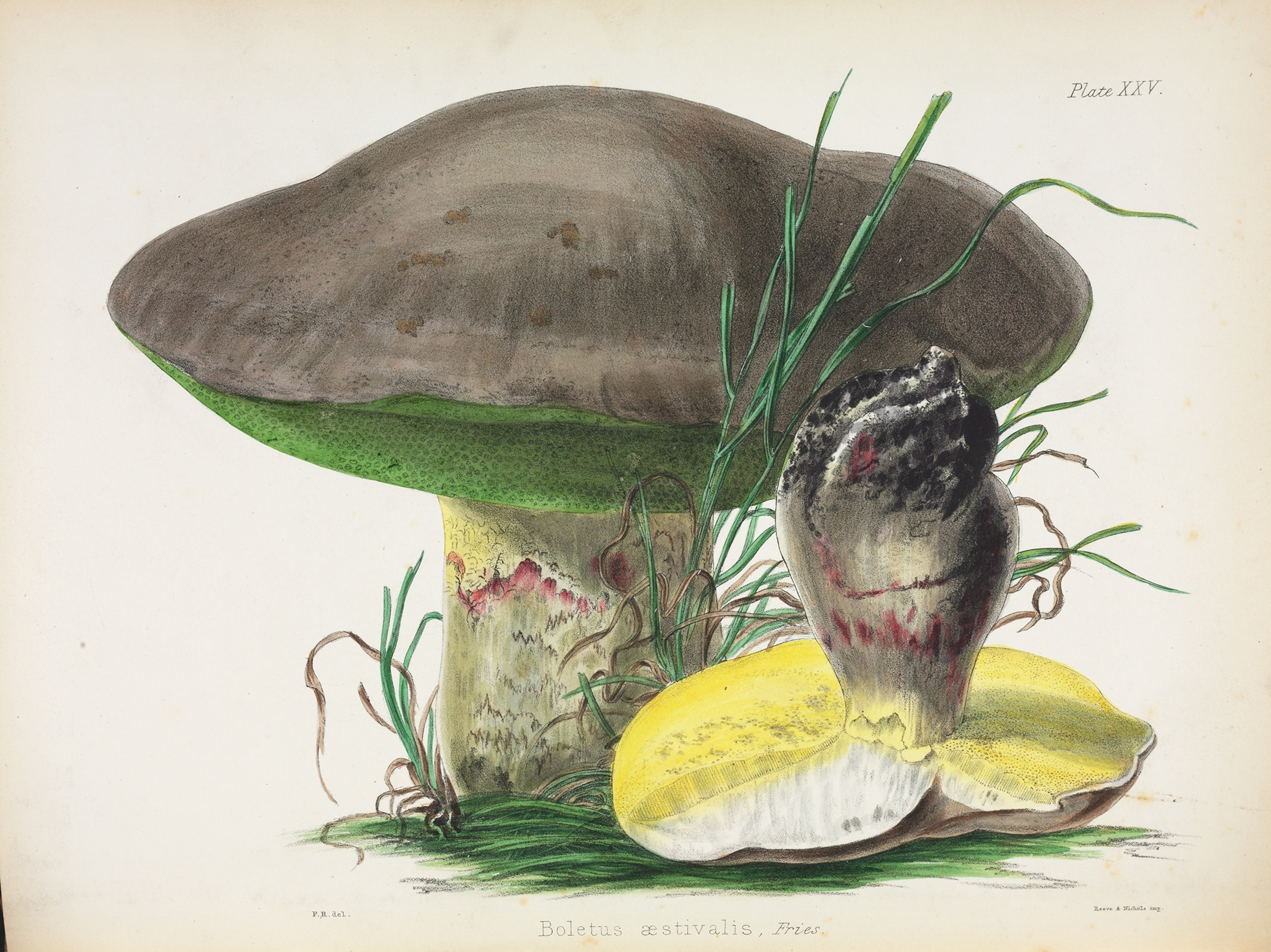A color illustration of a mushroom.