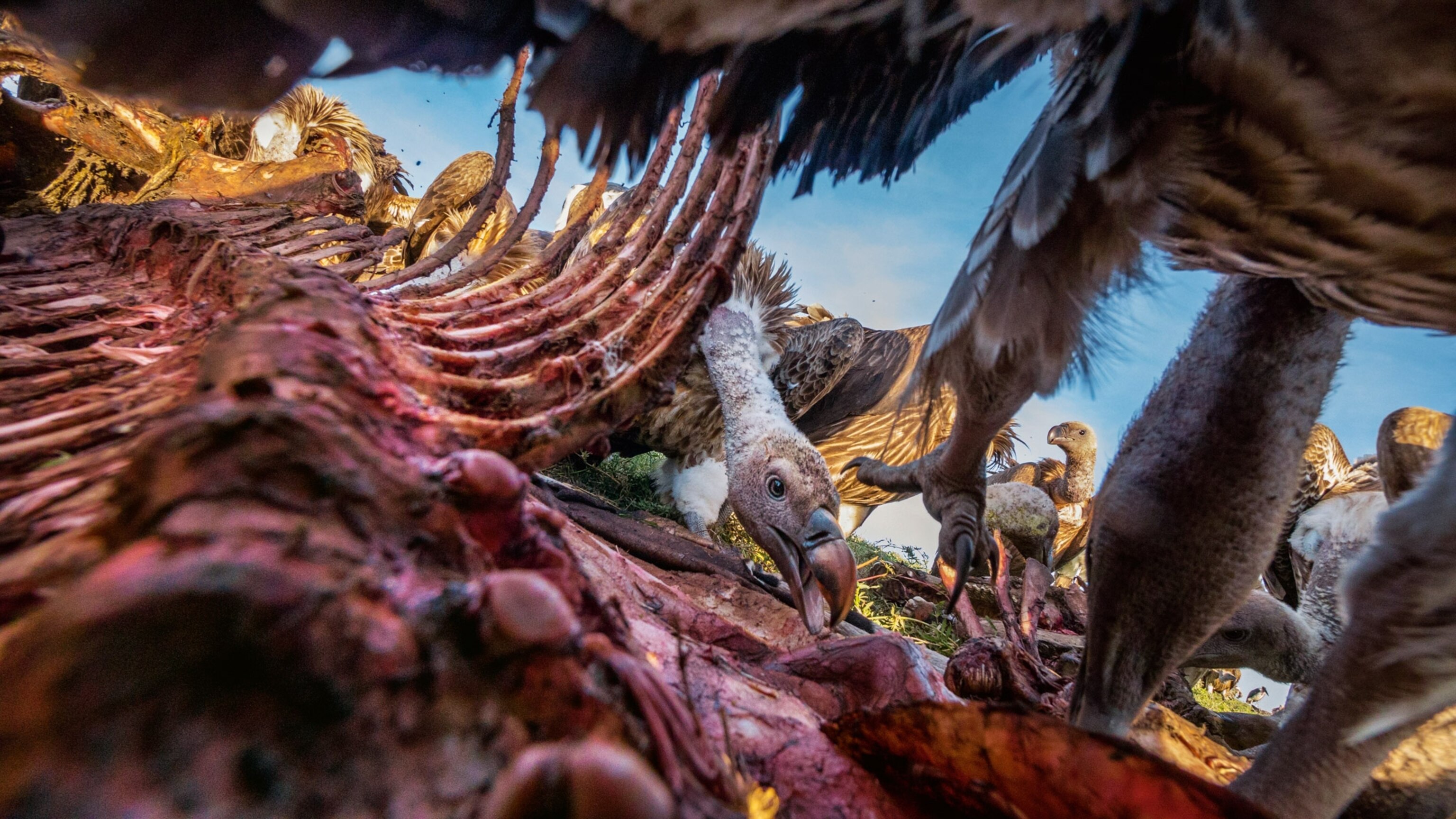 Ruppell's griffon vultures and African whitebacked vultures in Serengeti National Park