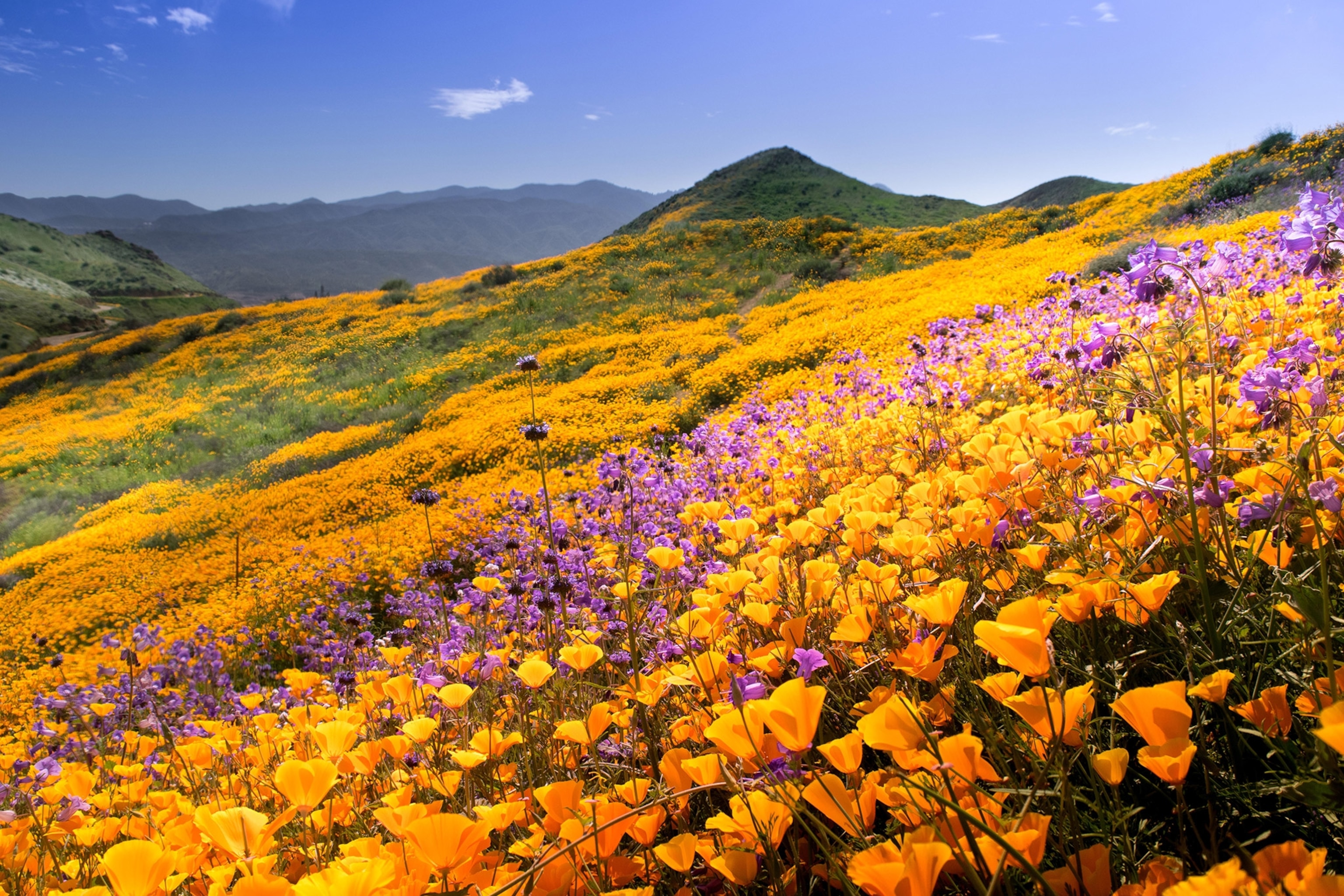 Hillside of California Poppy during 2016 super bloom at Lake Elsinore