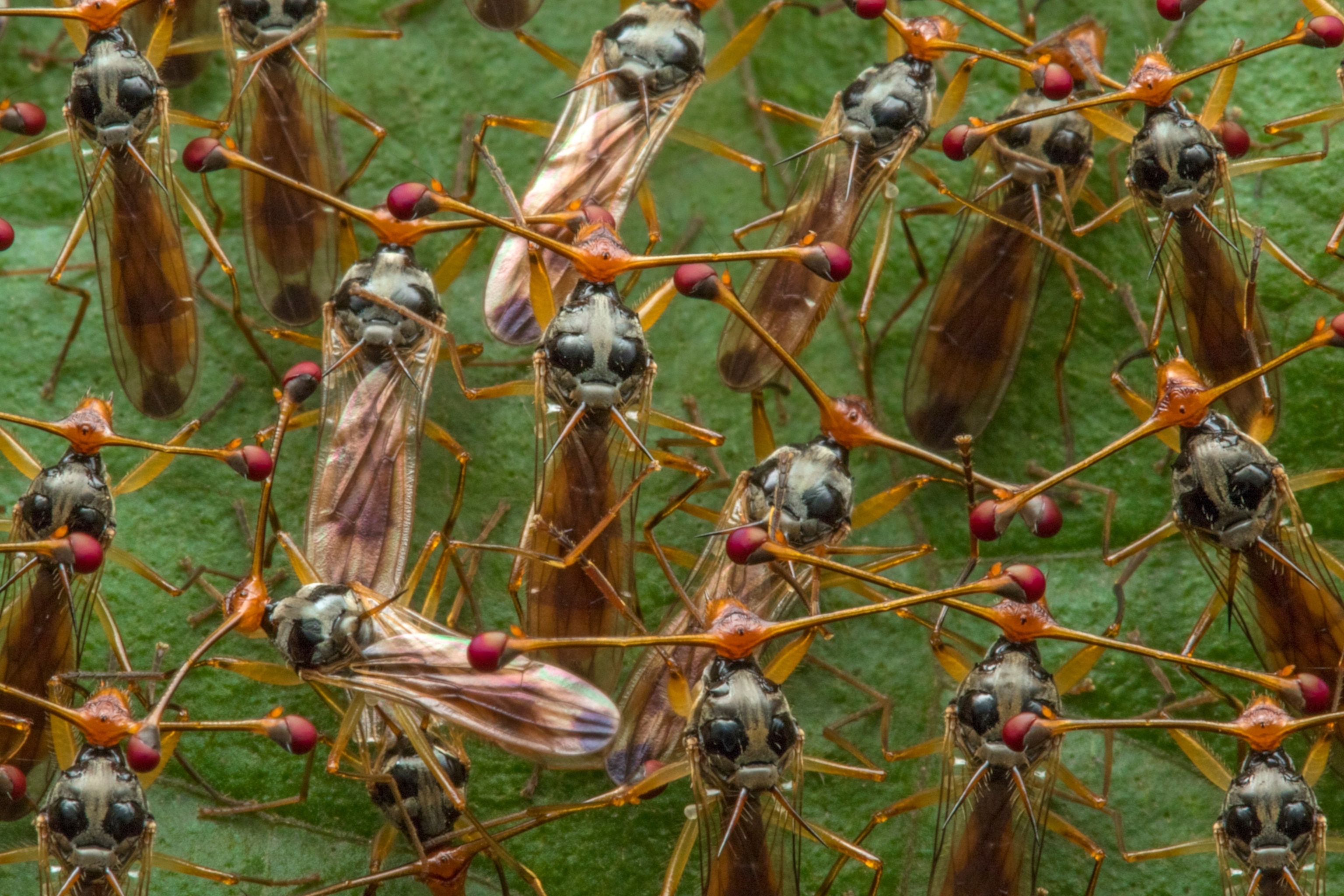 stalkeyed flies