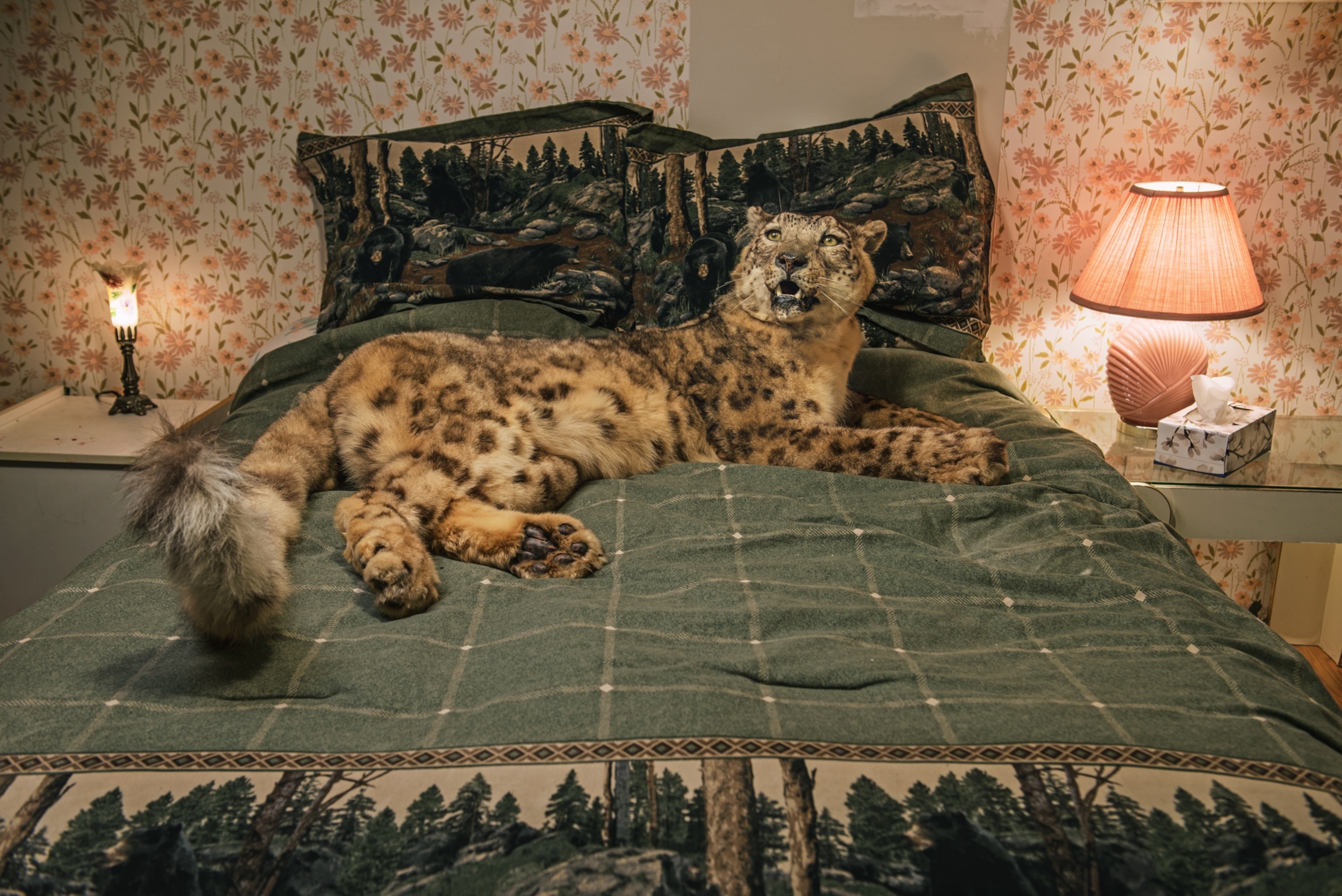 a preserved snow leopard
